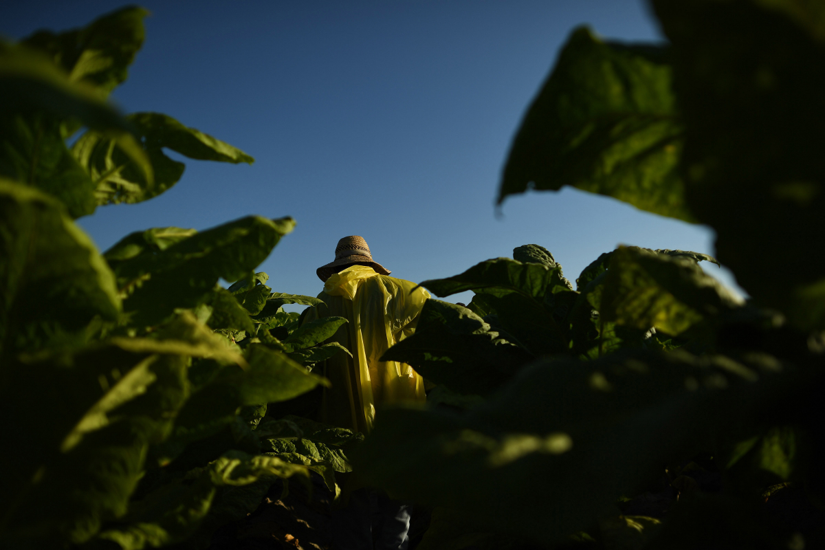 A laborer works in a tobacco field on land on July 28, 2016, in Albertson, N.C. Lowered demand for tobacco has far-reaching impacts on communities that revolve around farming it, including fewer hired laborers and layoffs from large employers. Tobacco farmers affected by President Trump's tariffs were not eligible for government subsidies like other crop farmers, and it is still unclear how the November presidential election will be affected in purple North Carolina, which Trump won by only three points. MUST CREDIT: Washington Post photo by Matt McClain