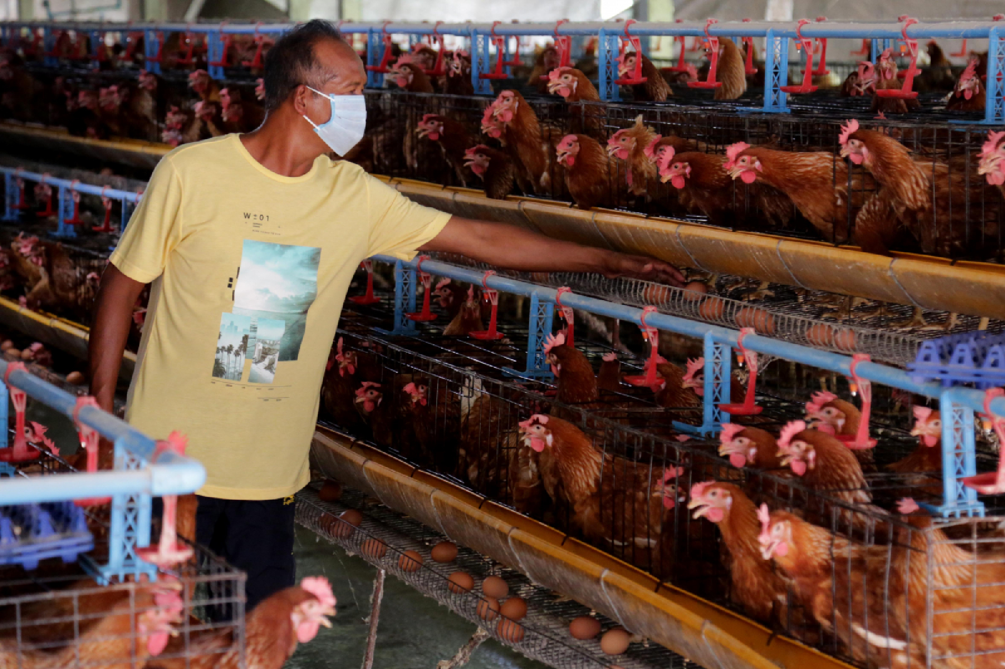 Thailand runs short of eggs