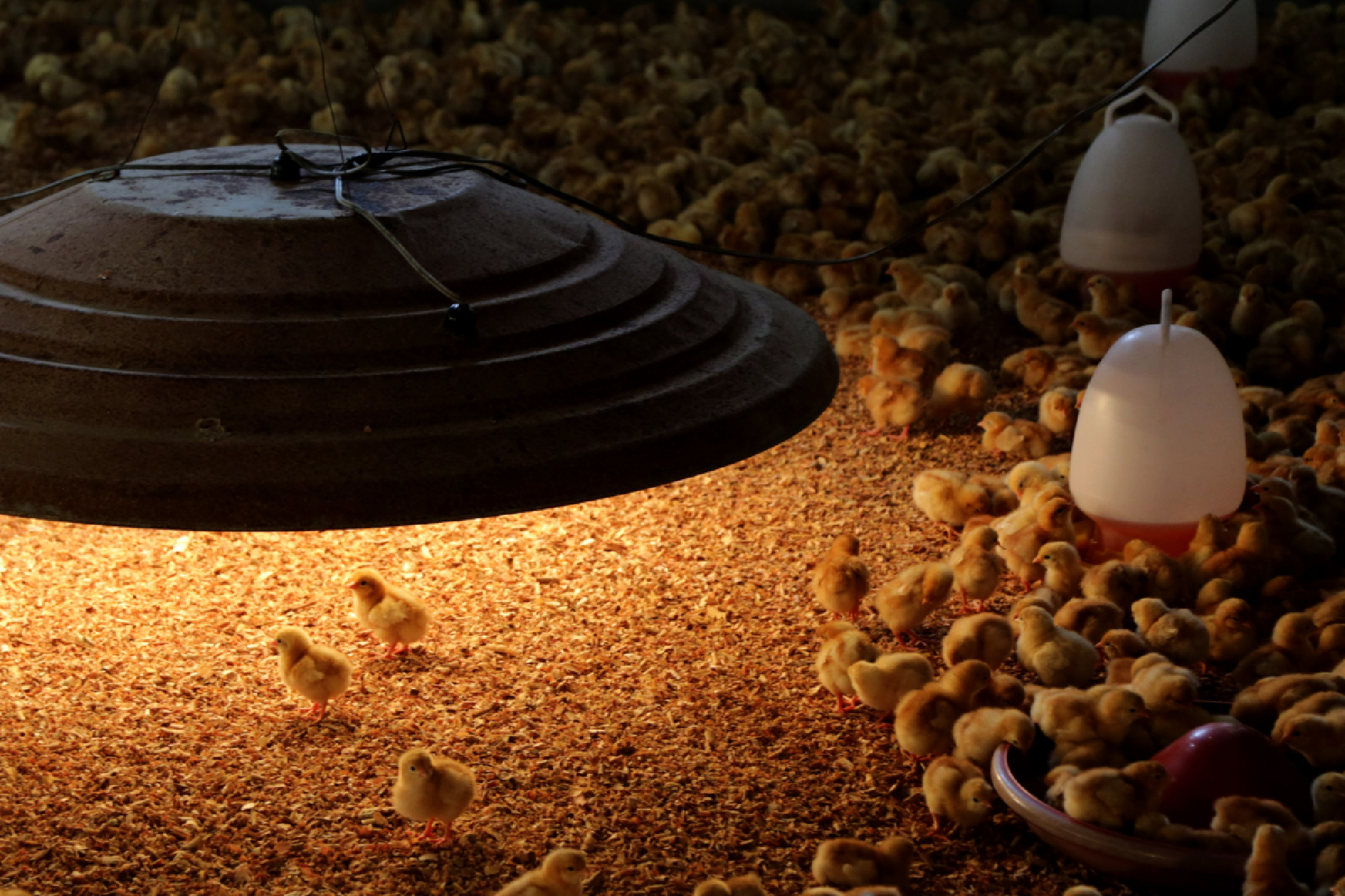 Thailand runs short of eggs