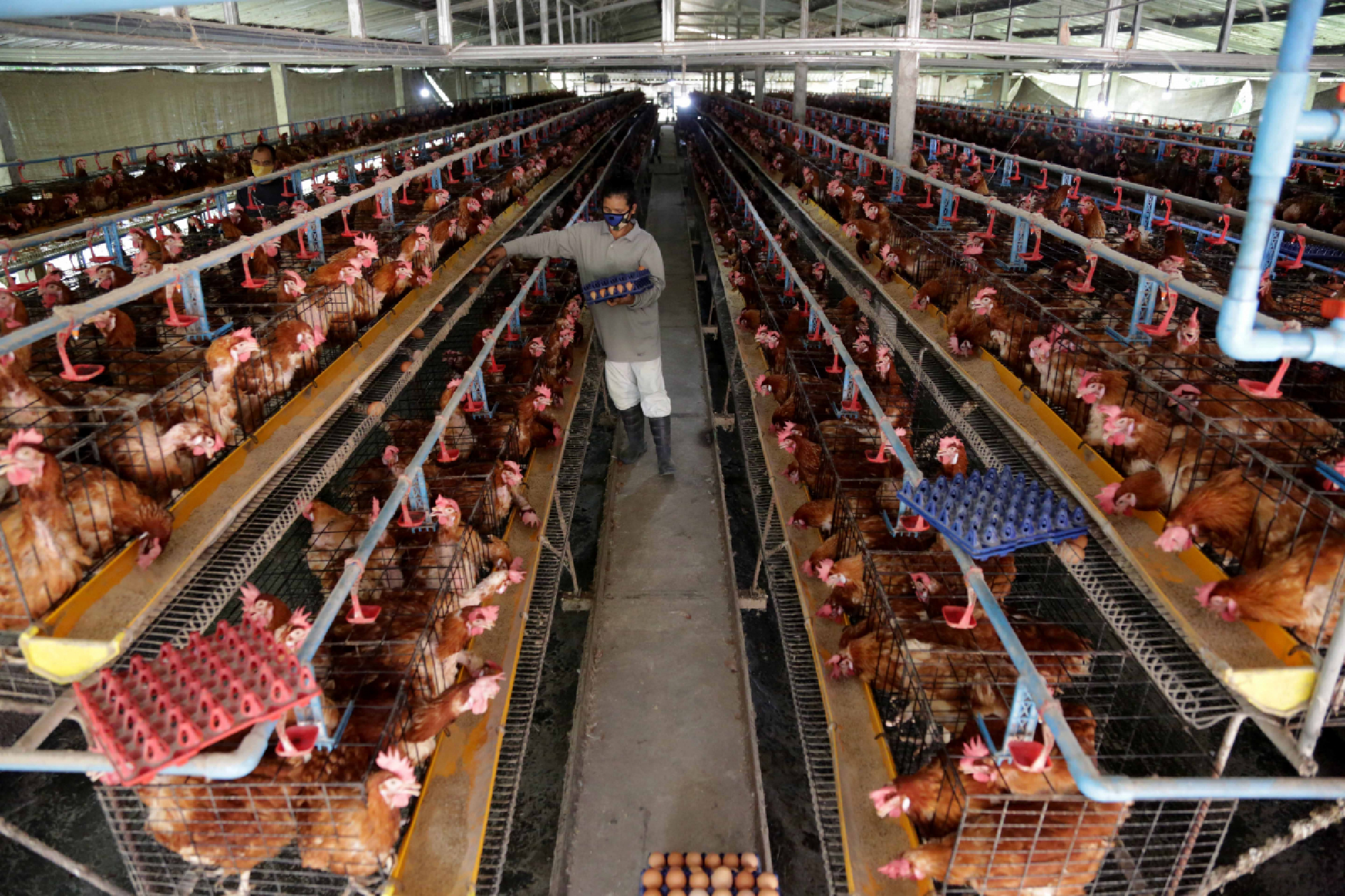 Thailand runs short of eggs