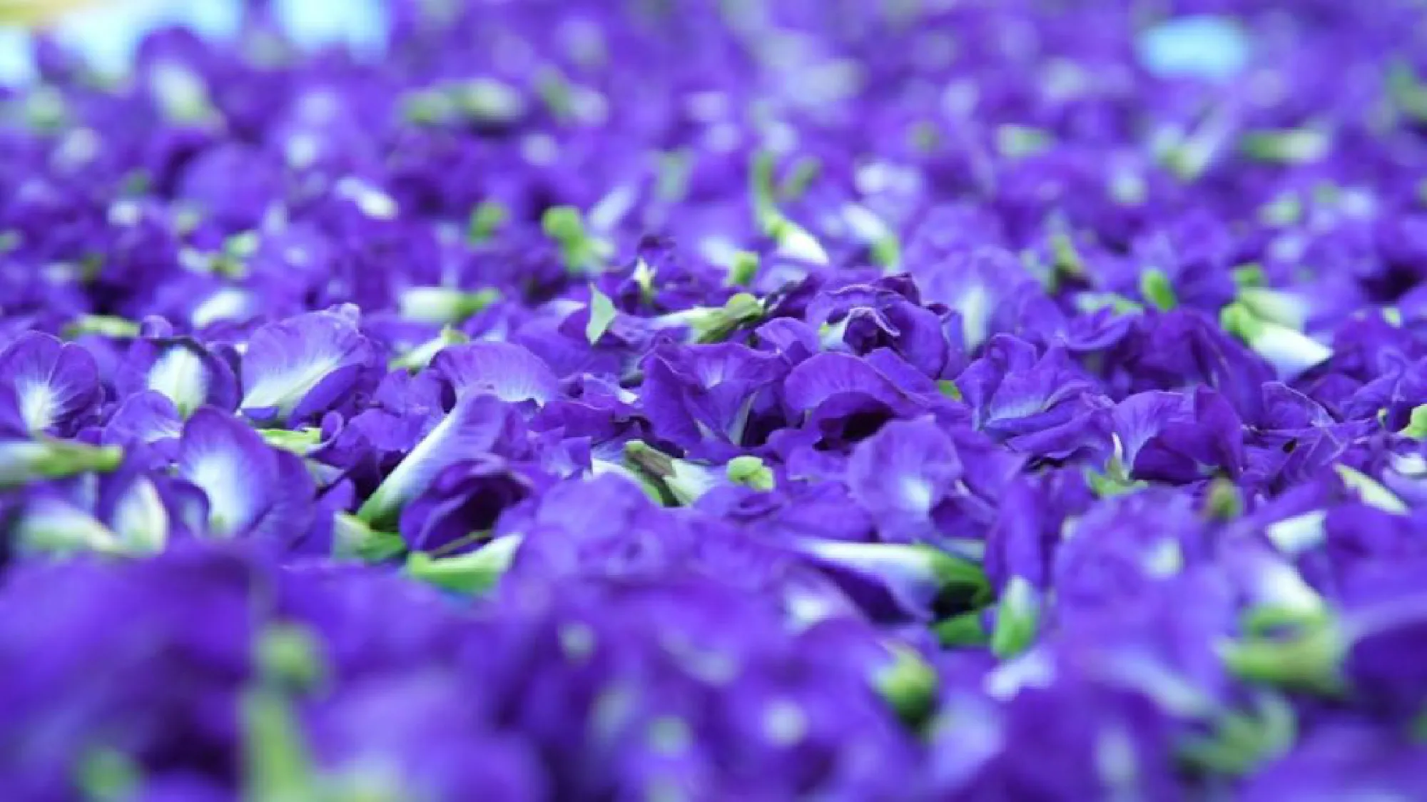  Indonesia opens door to Thai butterfly pea exports