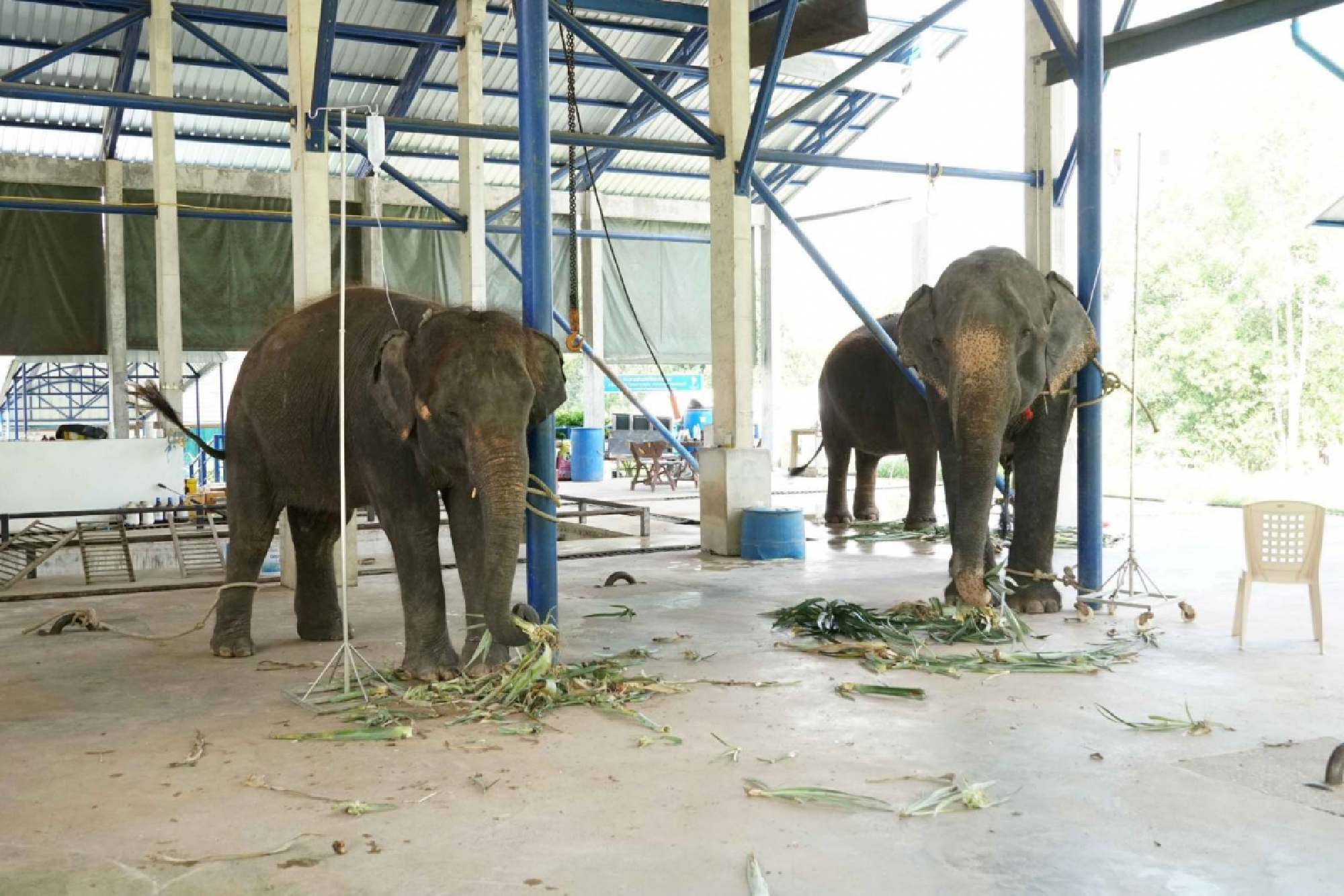 Gulf extends helping hand to Thai elephants hurting due to the Covid-19 pandemic