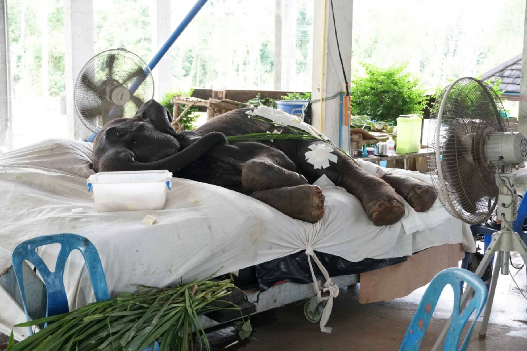 Gulf extends helping hand to Thai elephants hurting due to the Covid-19 pandemic