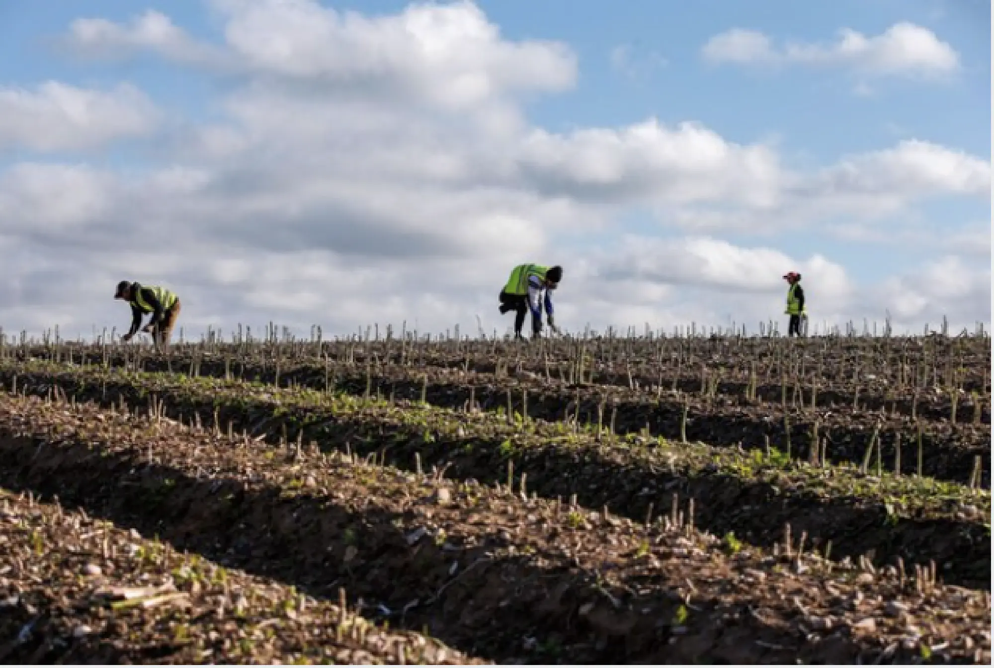 Seasonal foreign farm workers harvest asparagus at a farm in Hurcott, England, on May 5, 2020. MUST CREDIT: Bloomberg photo by Hollie Adams.