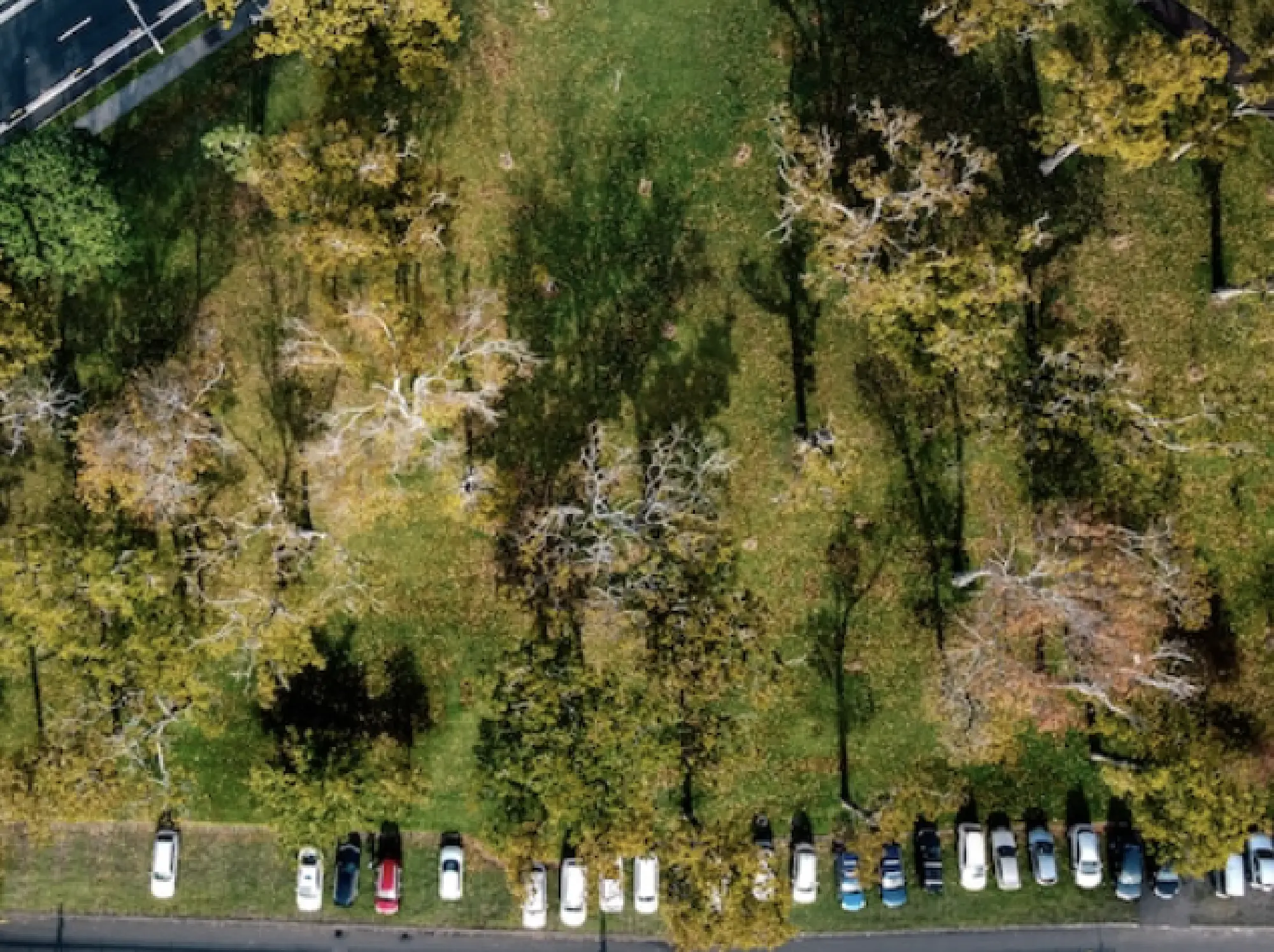 Cars near a park in Auckland on Thursday as much of the country began to return to normal. MUST CREDIT: Photo by Cameron McLaren for The Washington Post