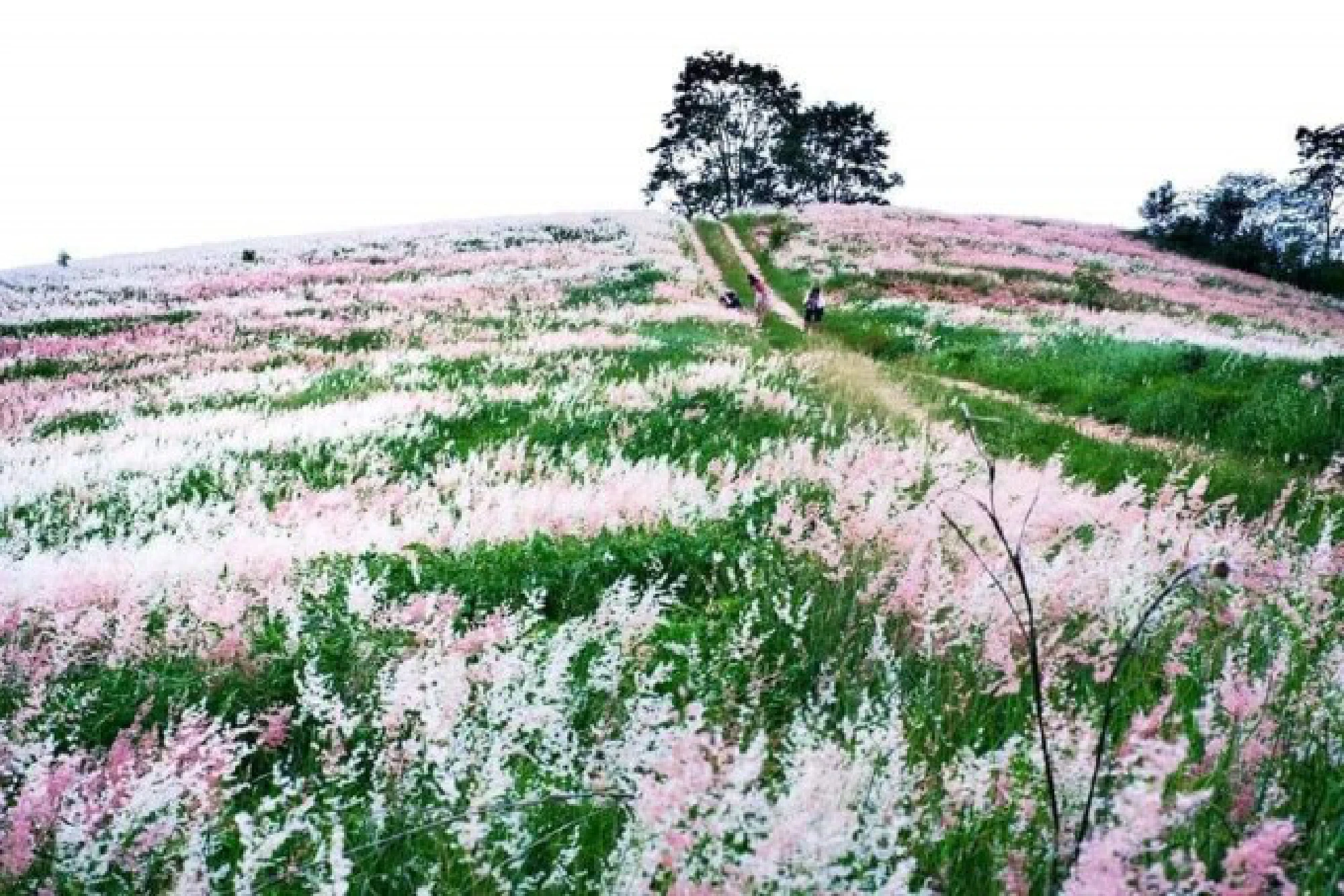 Wang Nam Kheow hills covered in bright blooms