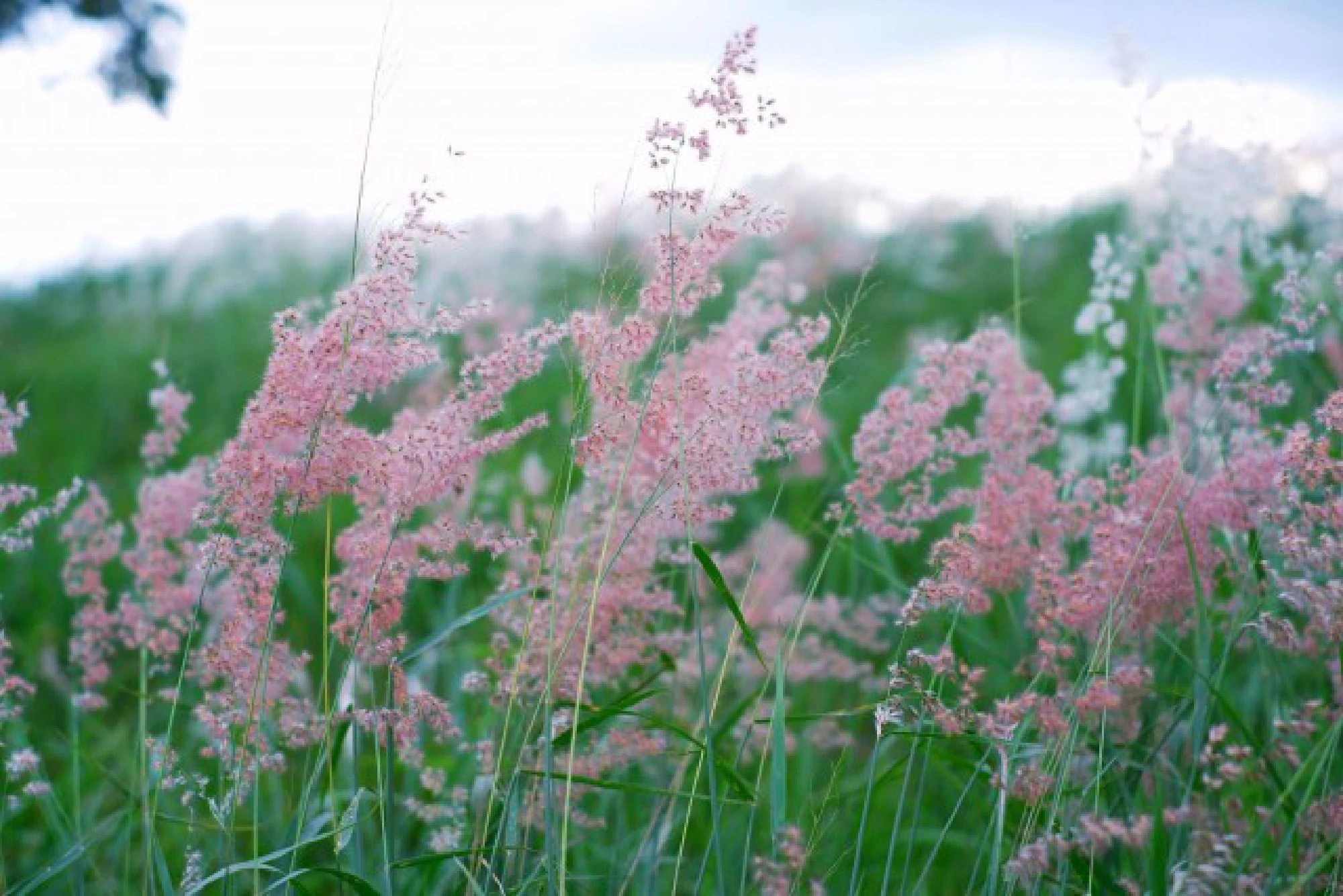 Wang Nam Kheow hills covered in bright blooms