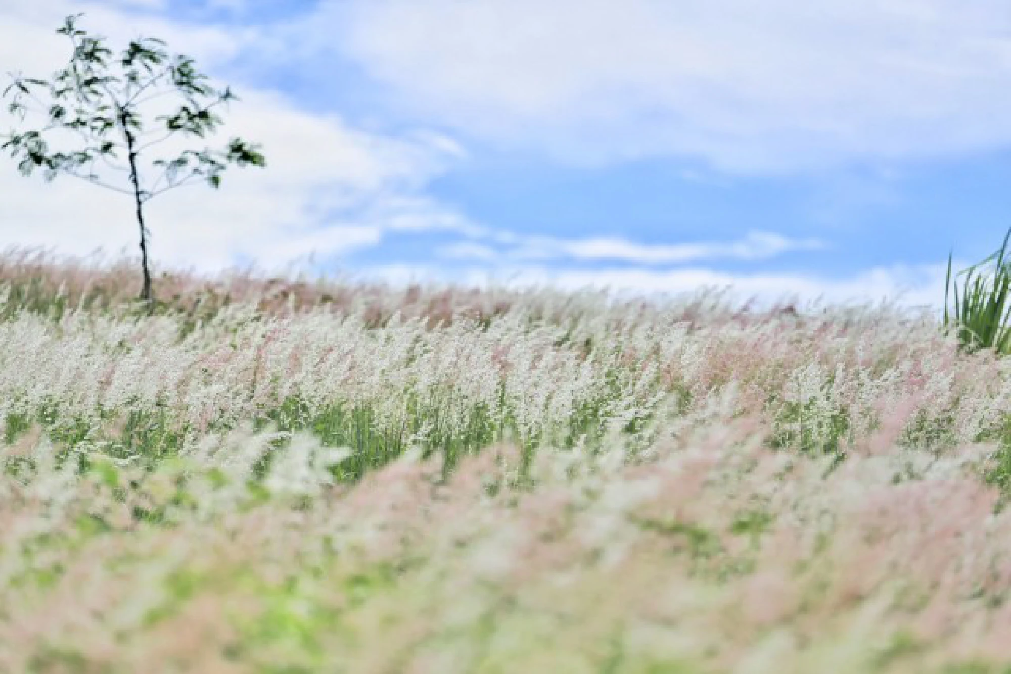 Wang Nam Kheow hills covered in bright blooms