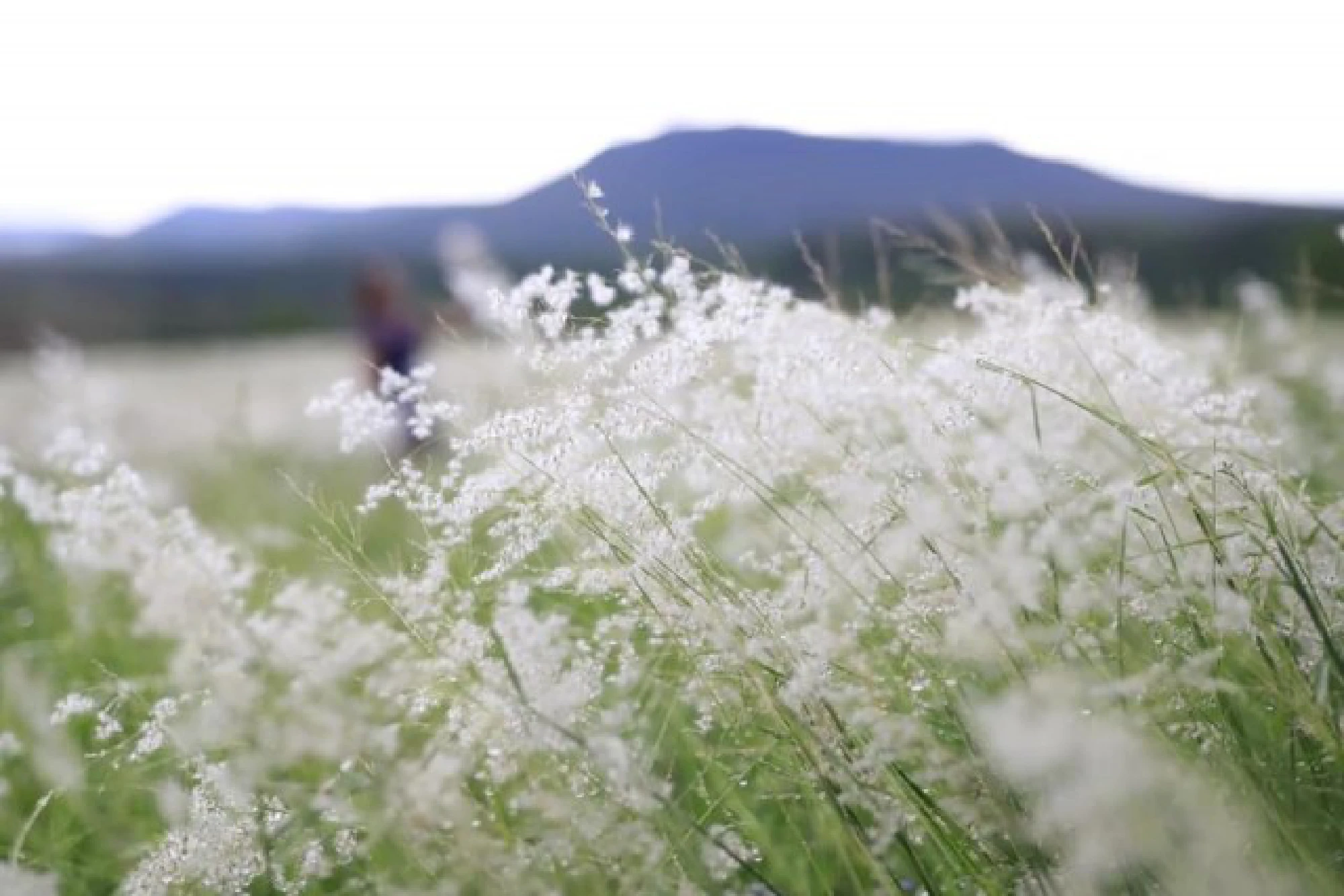 Wang Nam Kheow hills covered in bright blooms