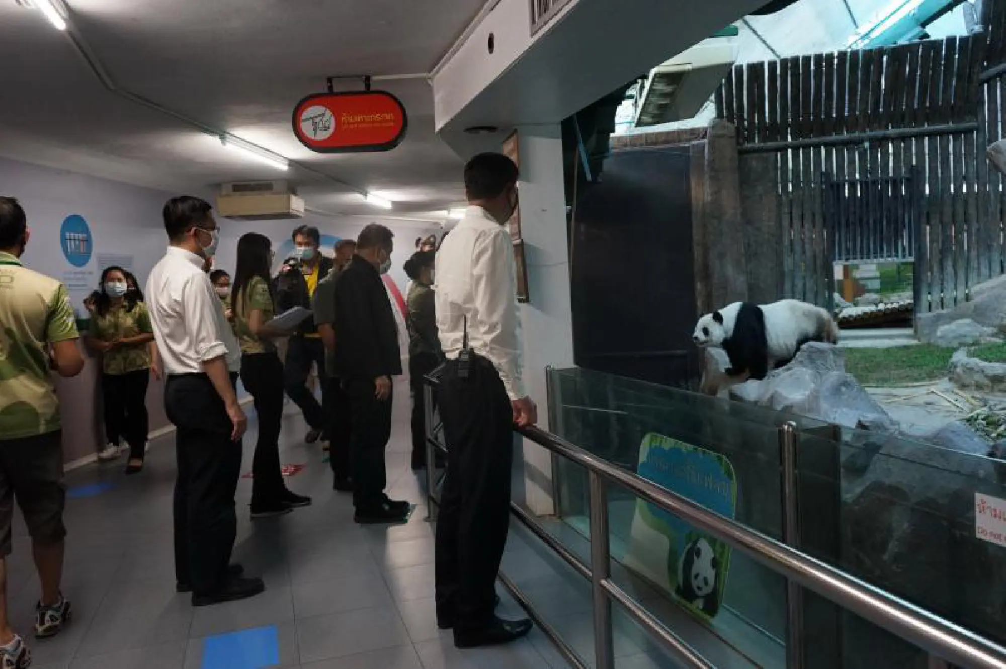 Chiang Mai Zoo readies to reopen but pandas off the menu