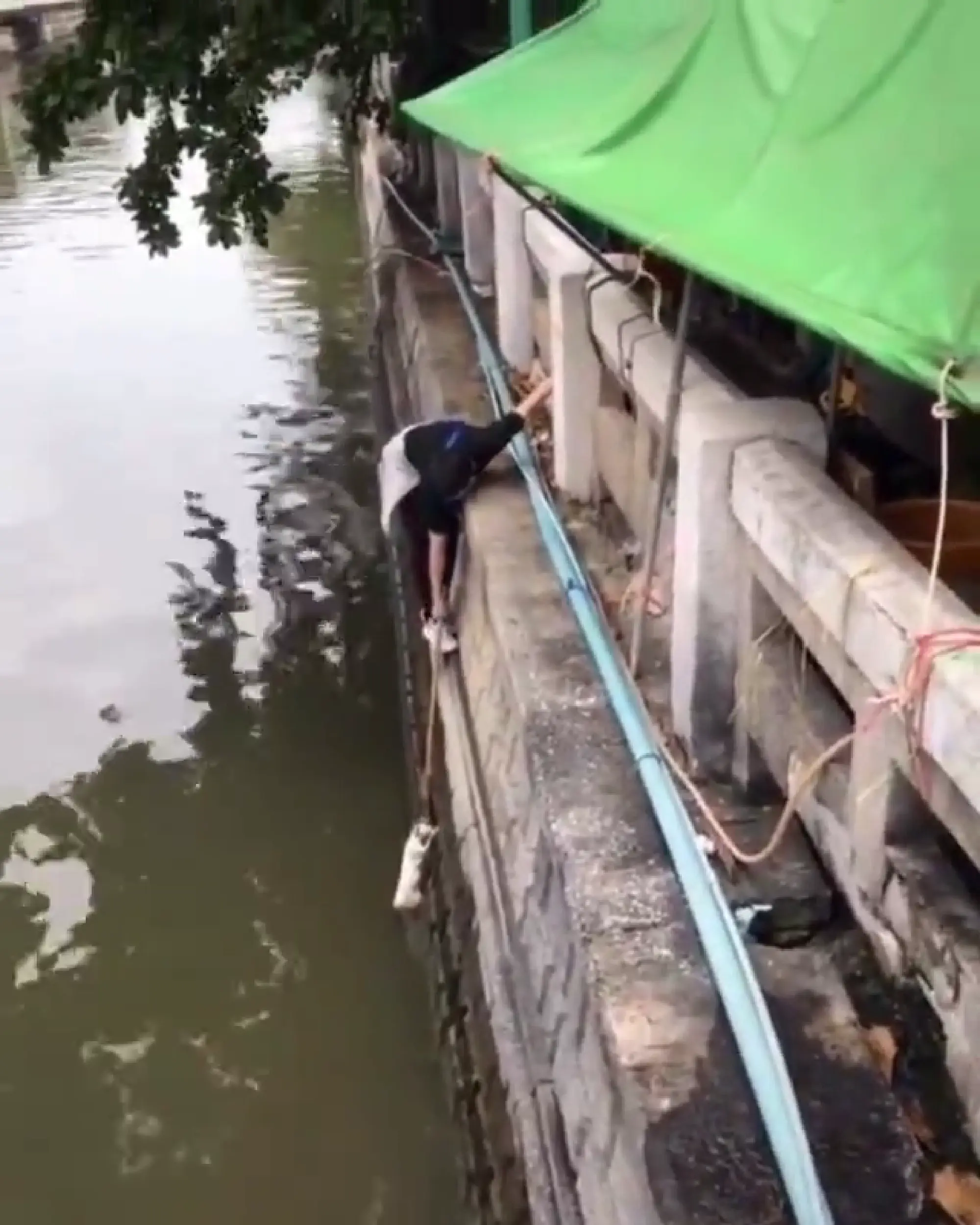 Thai cat rescue mission makes big splash on TikTok