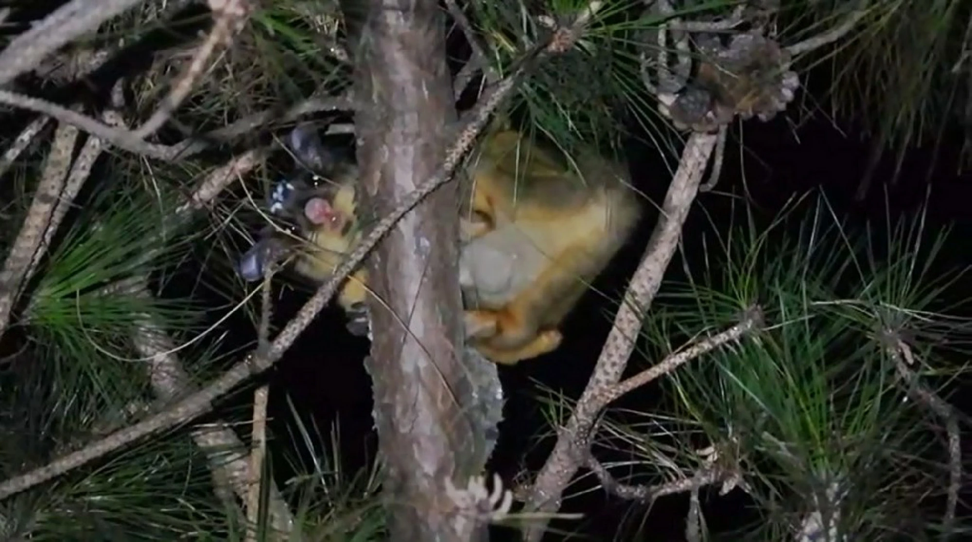 Wildlife flourishes as humans kept away due to lockdown