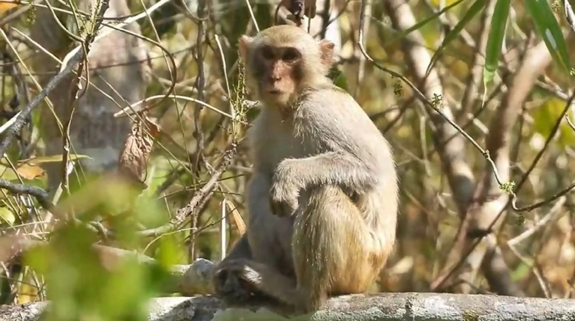 Wildlife flourishes as humans kept away due to lockdown