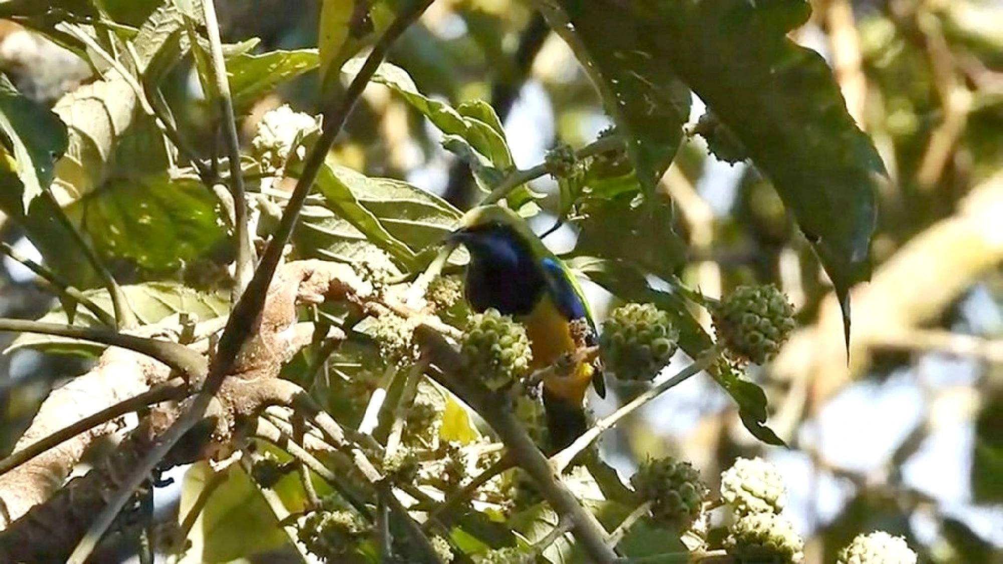 Wildlife flourishes as humans kept away due to lockdown