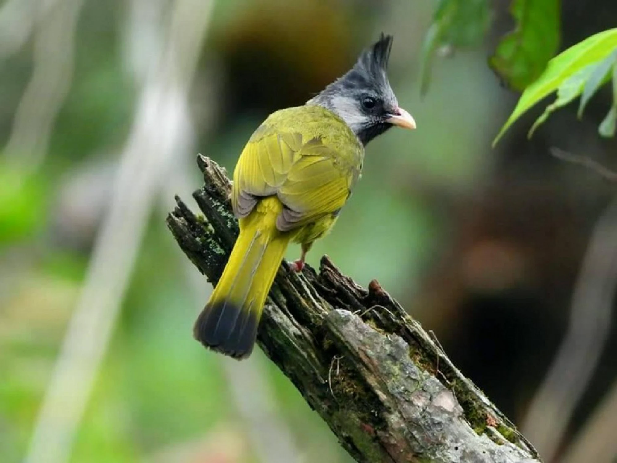 Wildlife flourishes as humans kept away due to lockdown