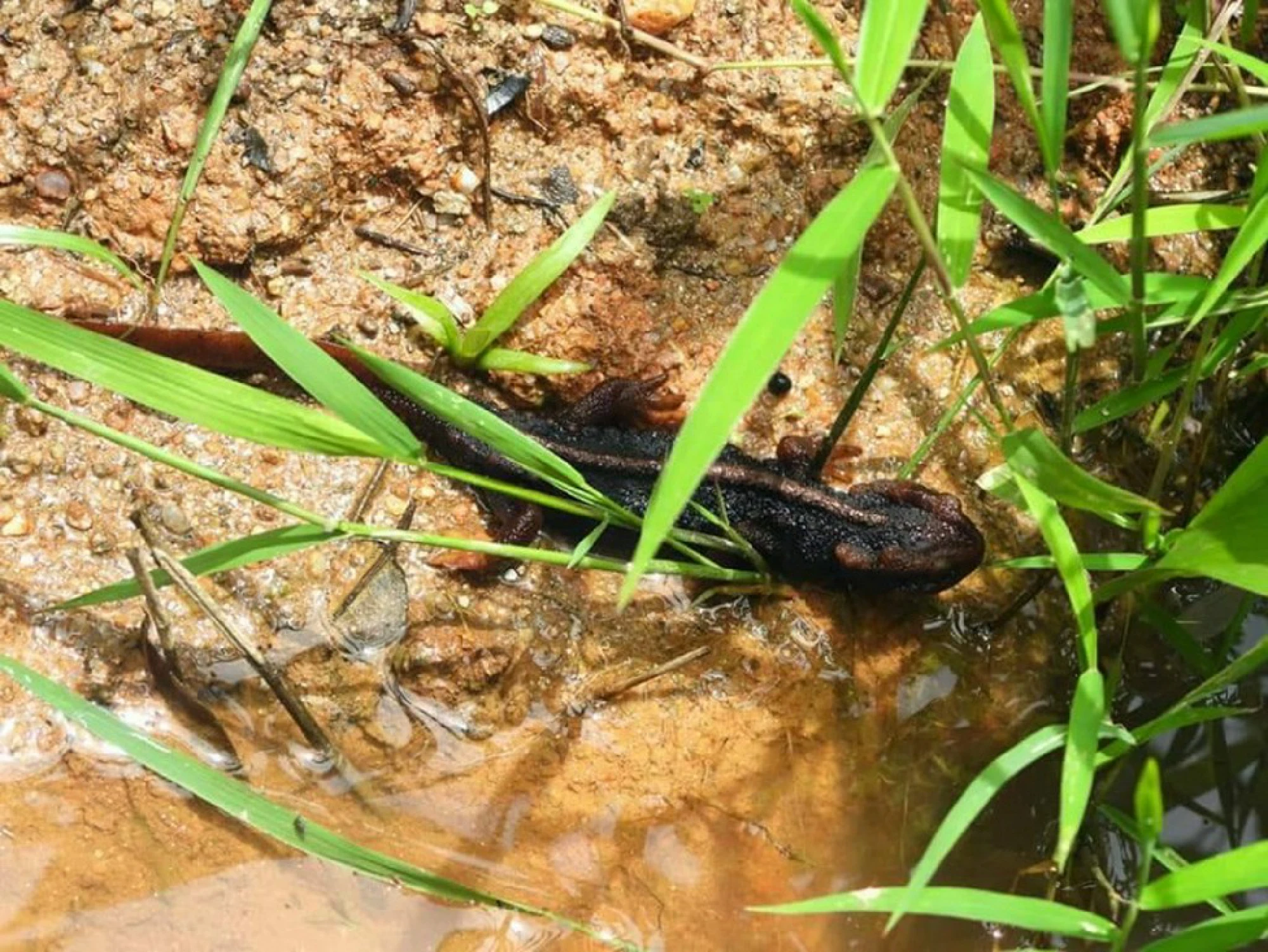Wildlife flourishes as humans kept away due to lockdown