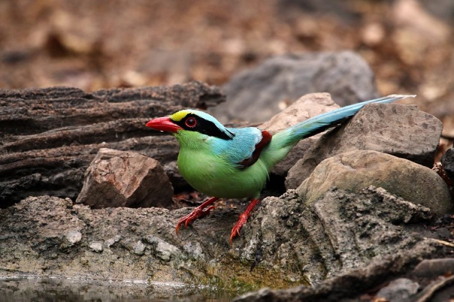 Common green magpie