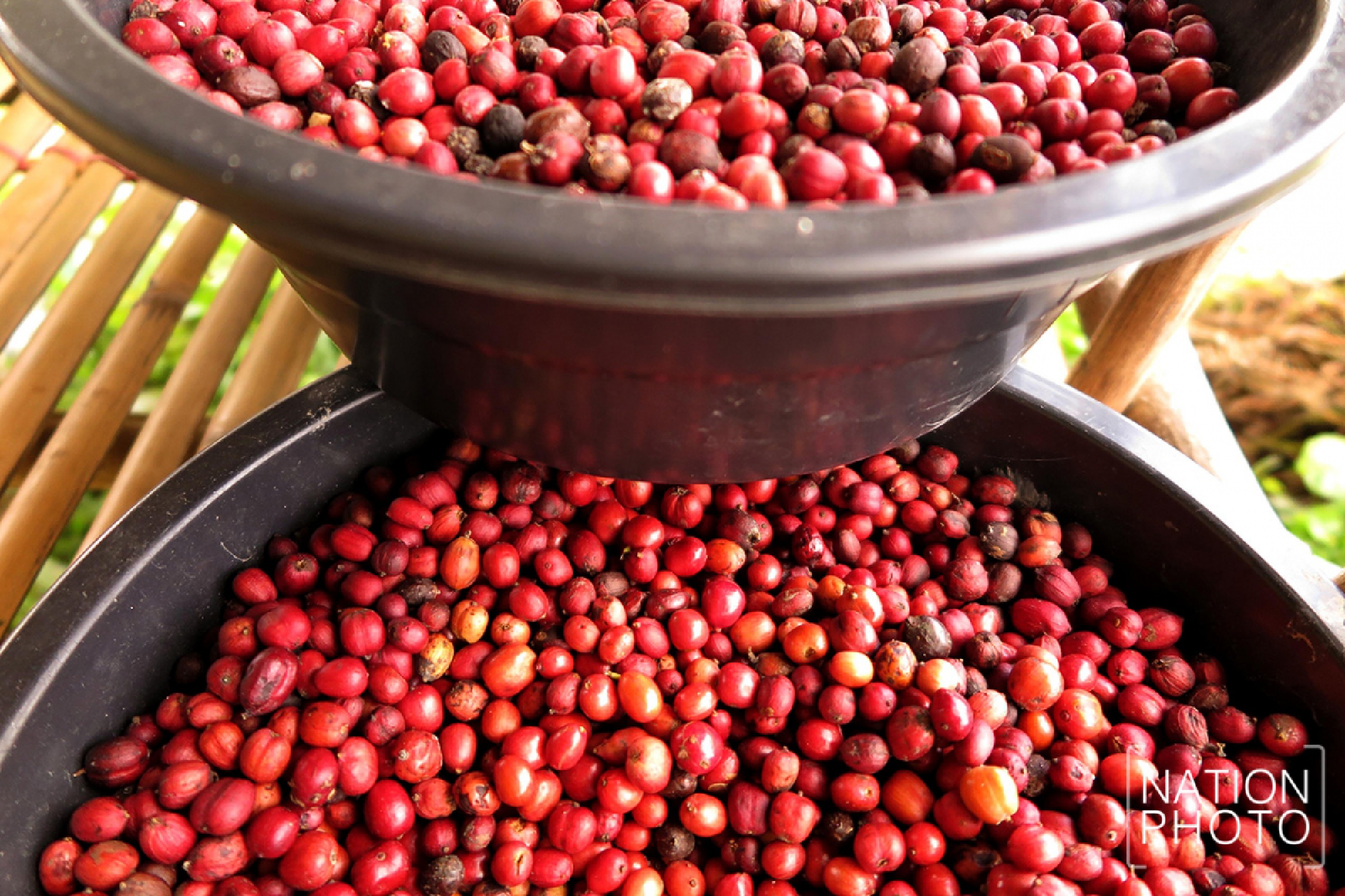 Brewing happiness in Songkhla’s Saba Yoi district