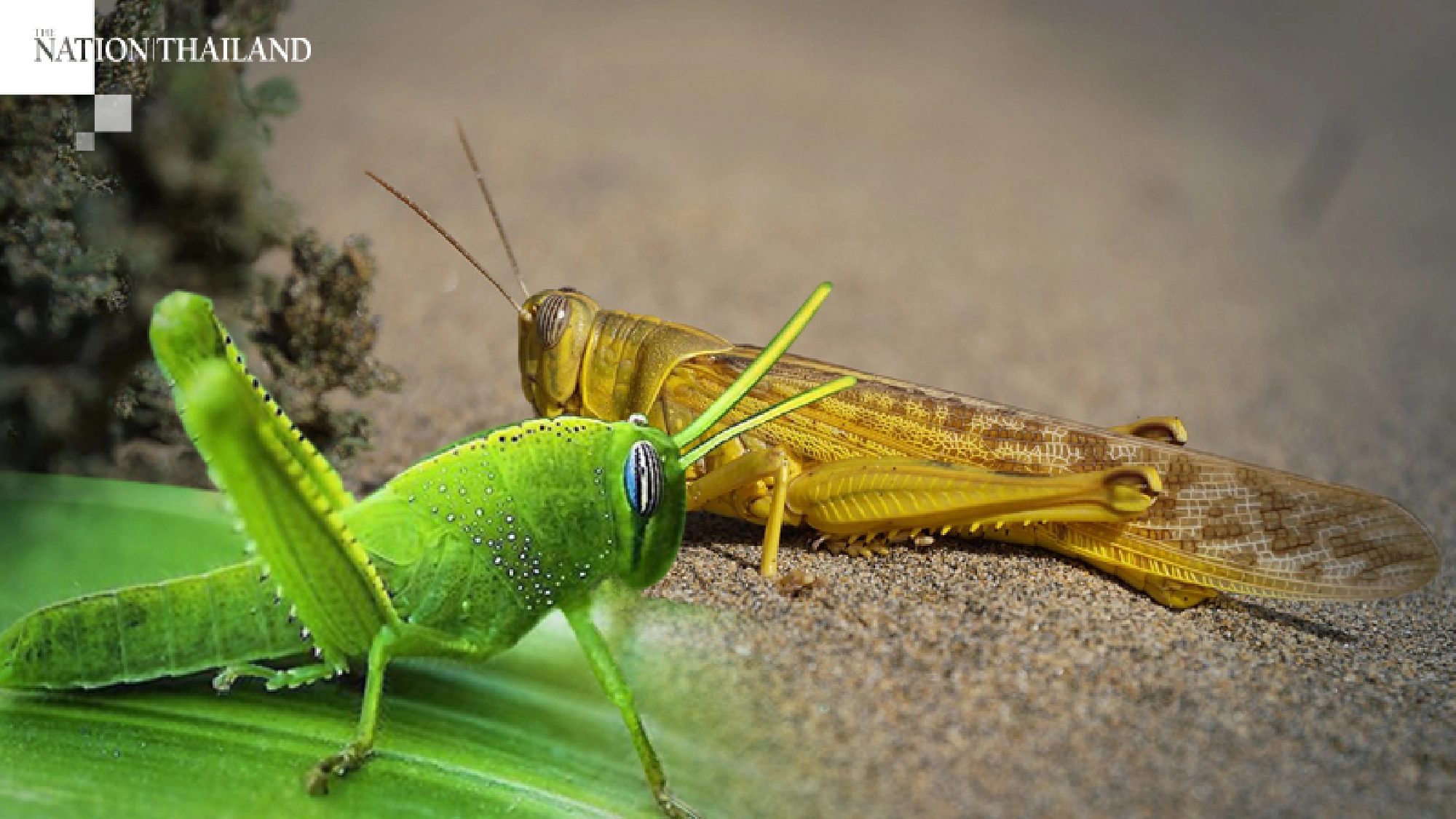 Thailand ‘not a suitable host’ for locusts in India, Laos