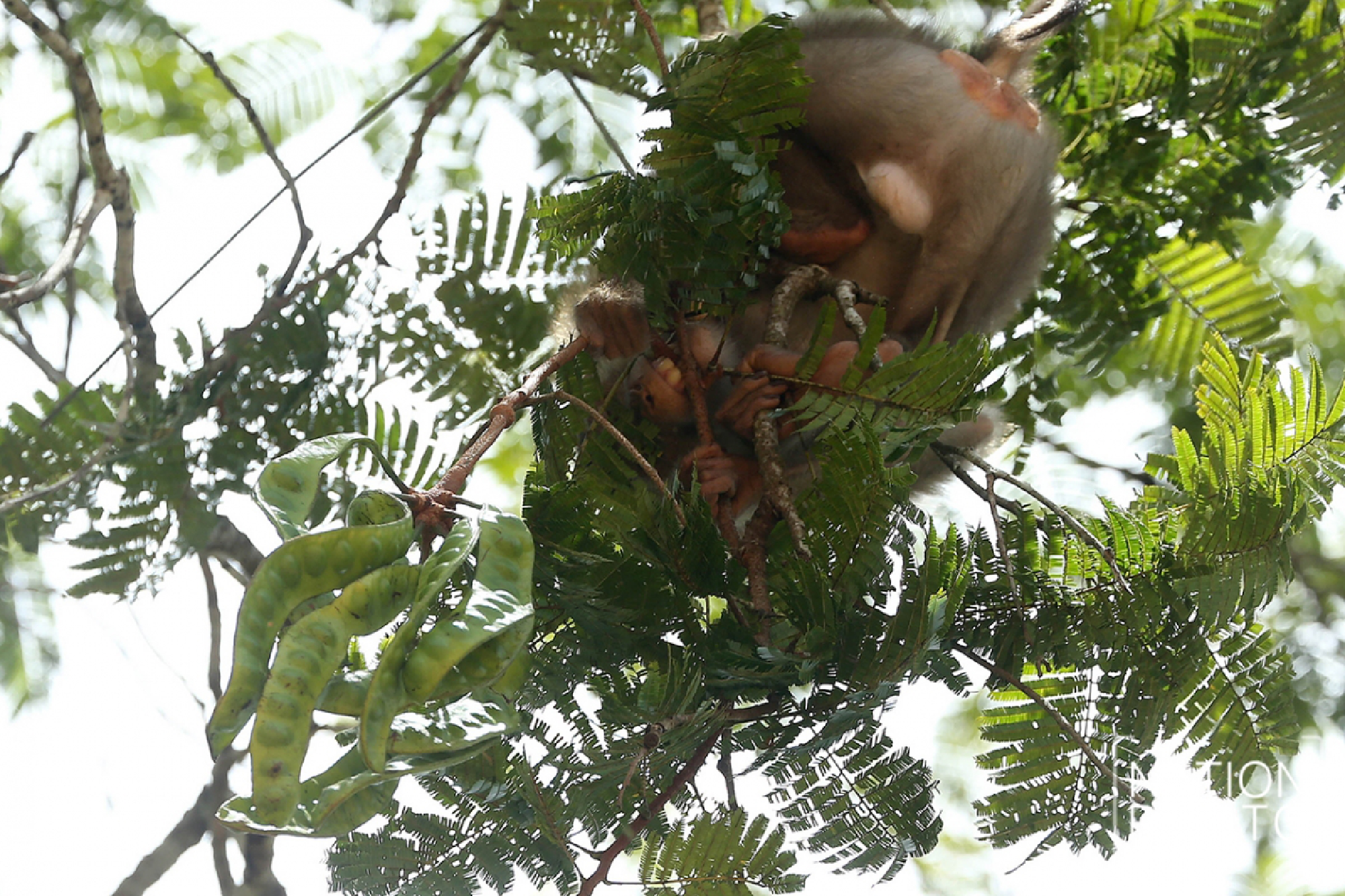 This monkey doesn’t just pick coconuts