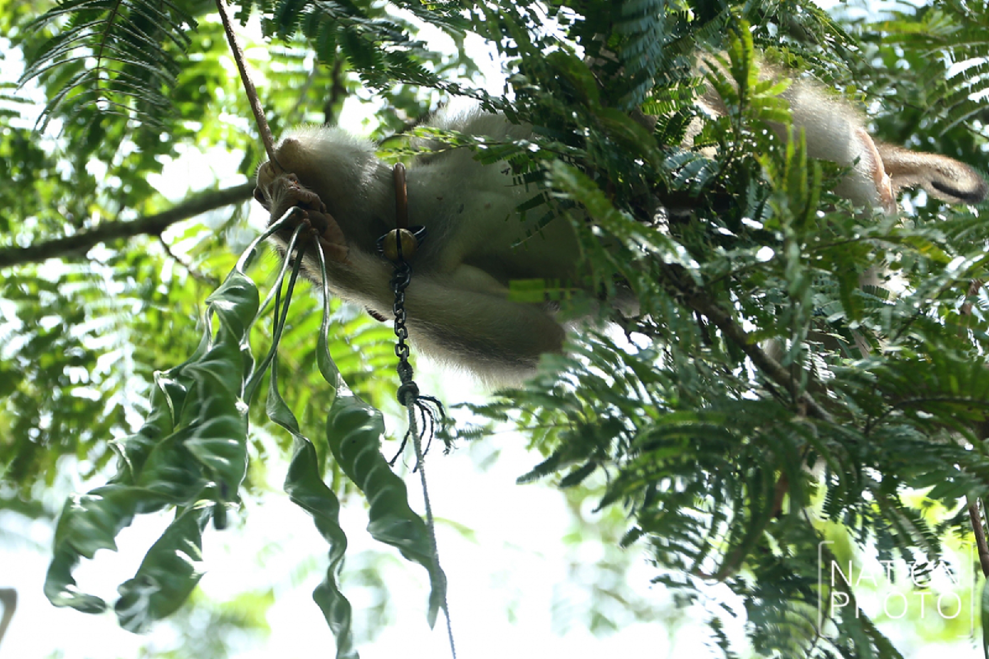 This monkey doesn’t just pick coconuts