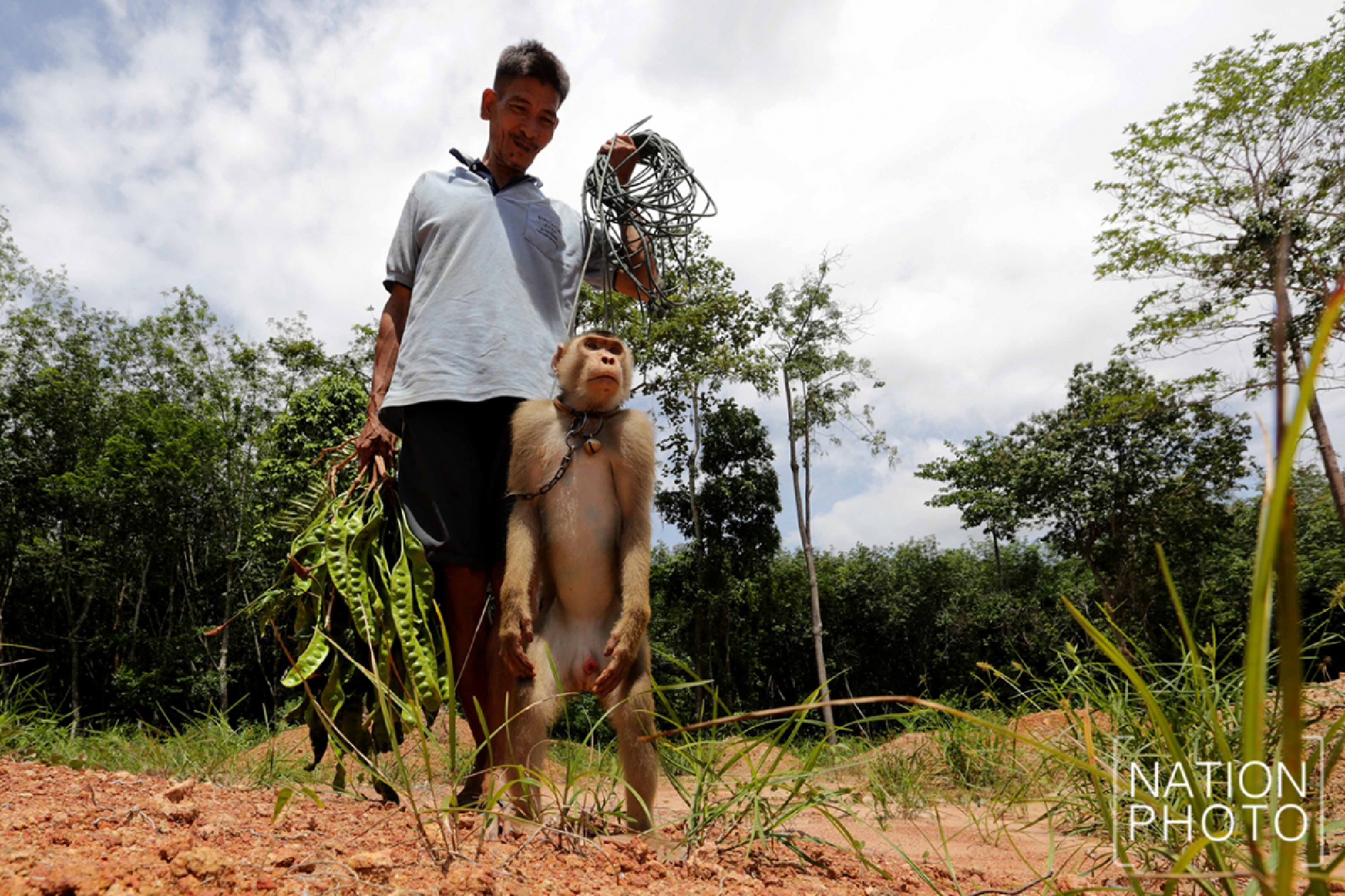 This monkey doesn’t just pick coconuts