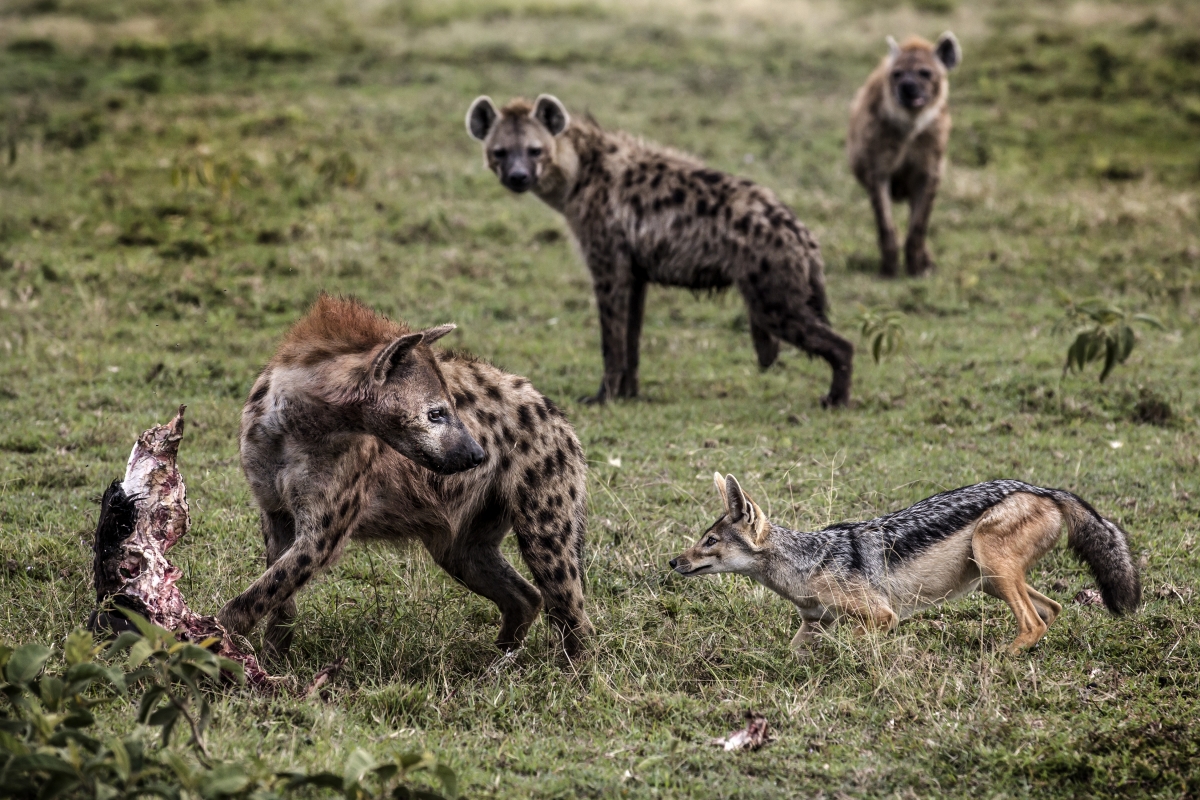 A hyena and a jackal face each other while feasting on wildebeest remains in Ol Kinyei Conservancy. MUST CREDIT: Photo for The Washington Post by Luis Tato