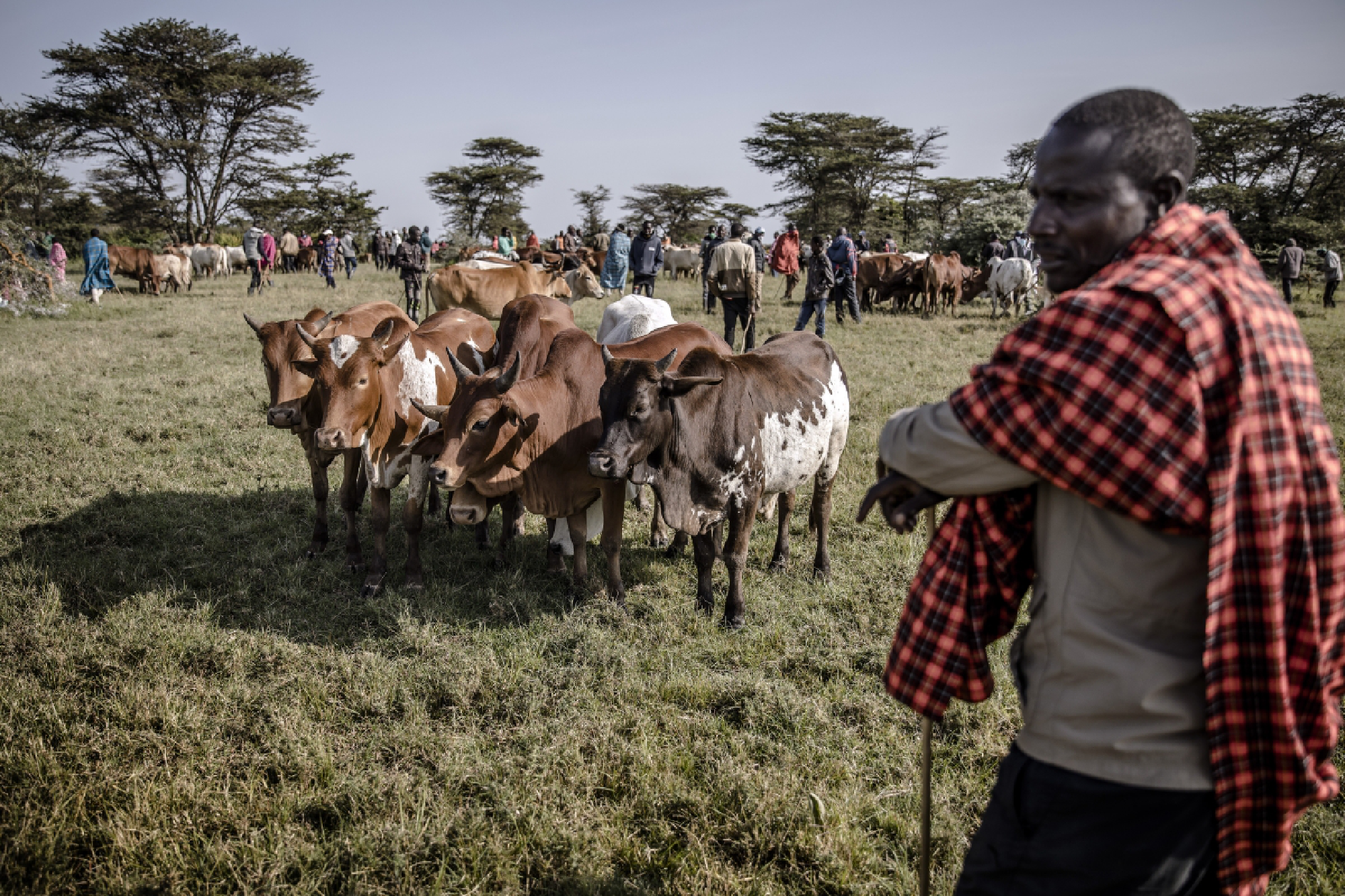 Communities around the Maasai Mara have profited by leasing their land to conservancies. With the global pandemic hindering tourism, however, some locals are preparing to reclaim old grazing lands and increase cattle herds. MUST CREDIT: Photo for The Washington Post by Luis Tato