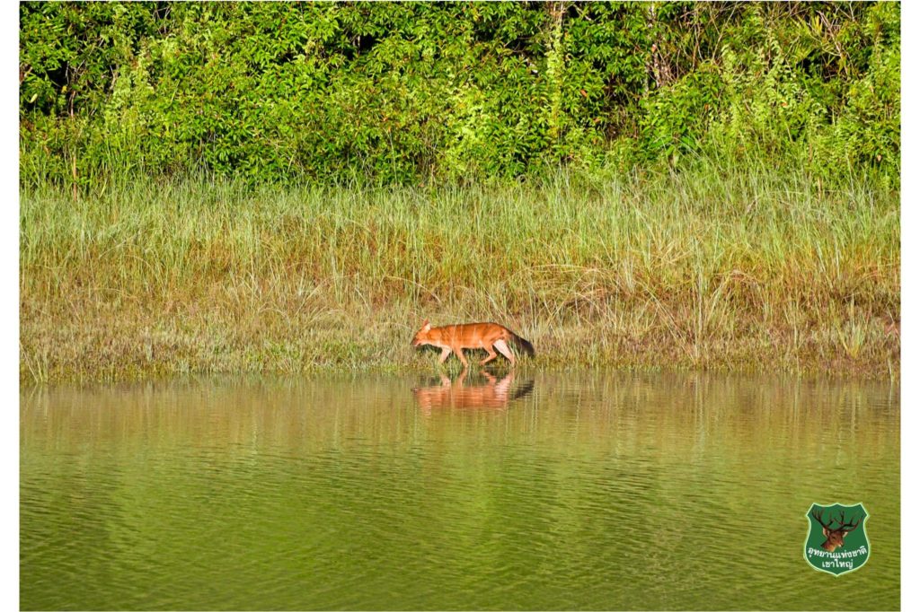 Photo credit: Khao Yai National Park's Facebook page