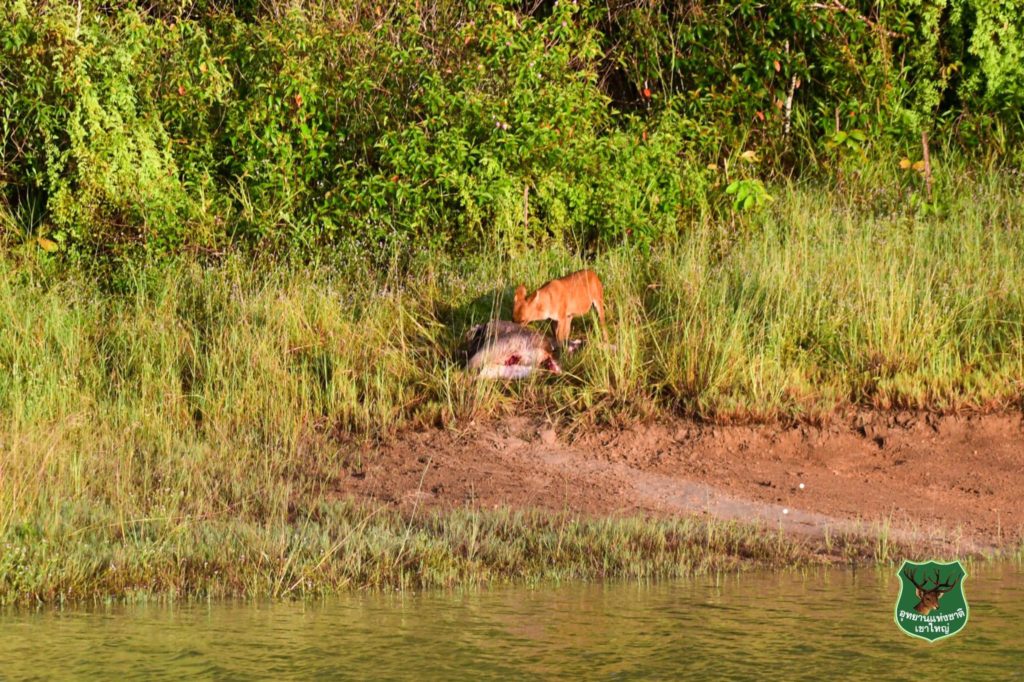 Photo credit: Khao Yai National Park's Facebook page