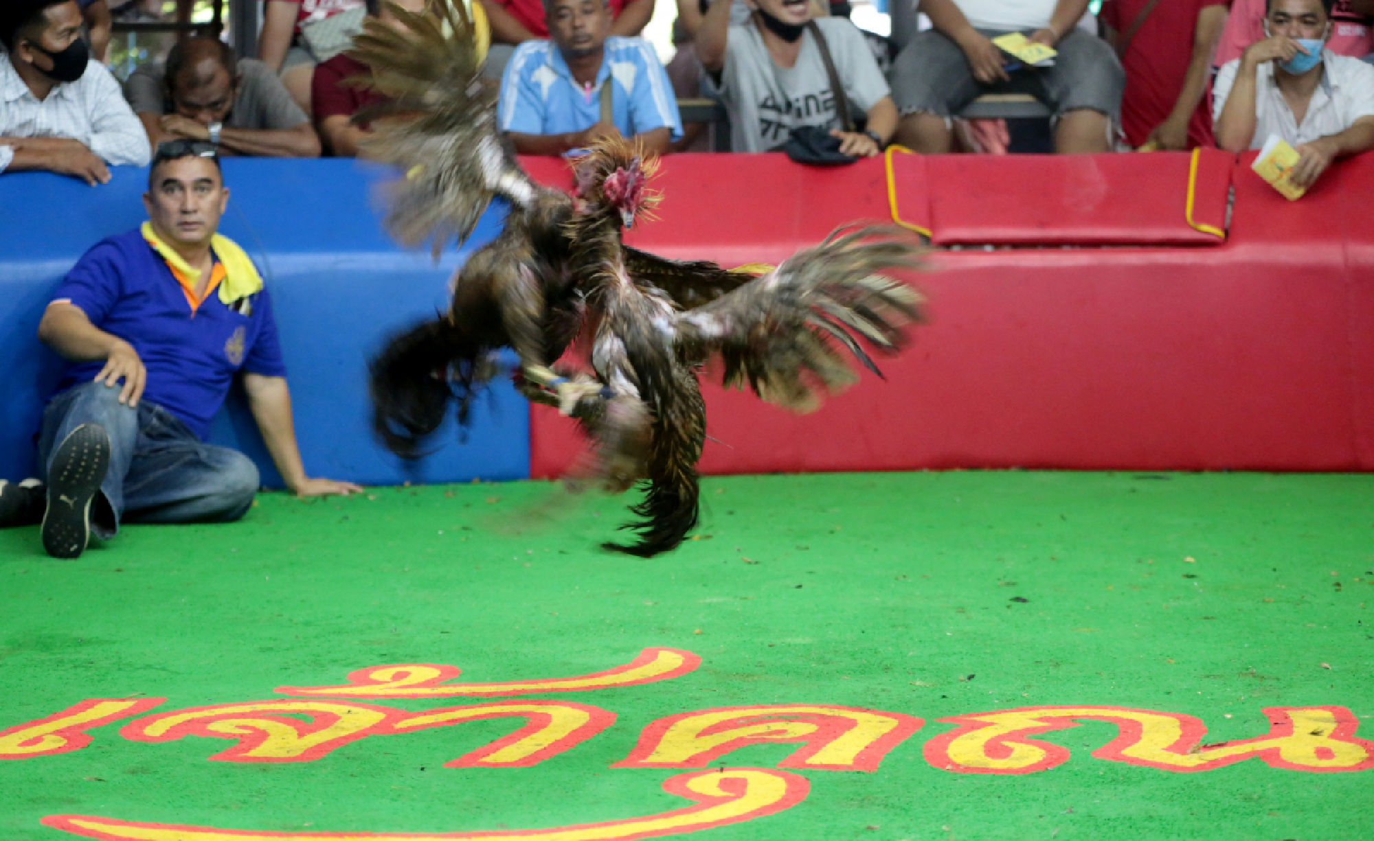 Roosters return to the ring after getting CCSA okay