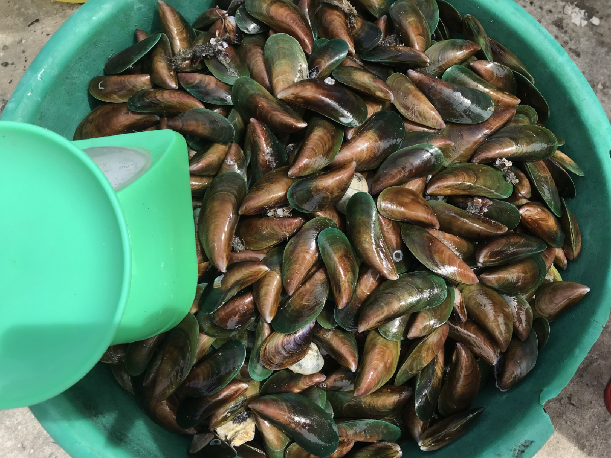 Storm Sinlaku serves up seafood feast on Pattaya beach