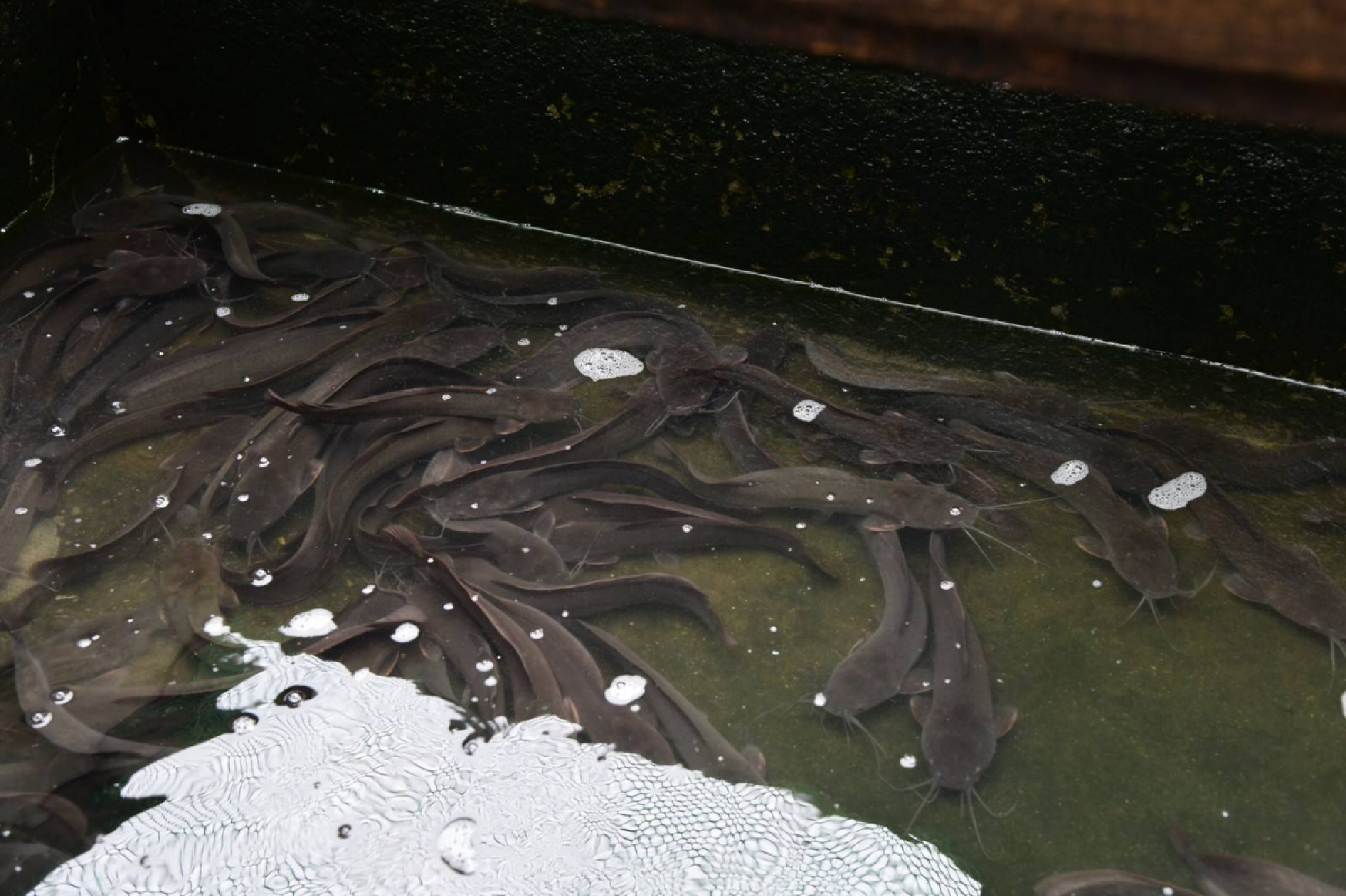 MEA's solar-energy project in Bangkok community proves successful