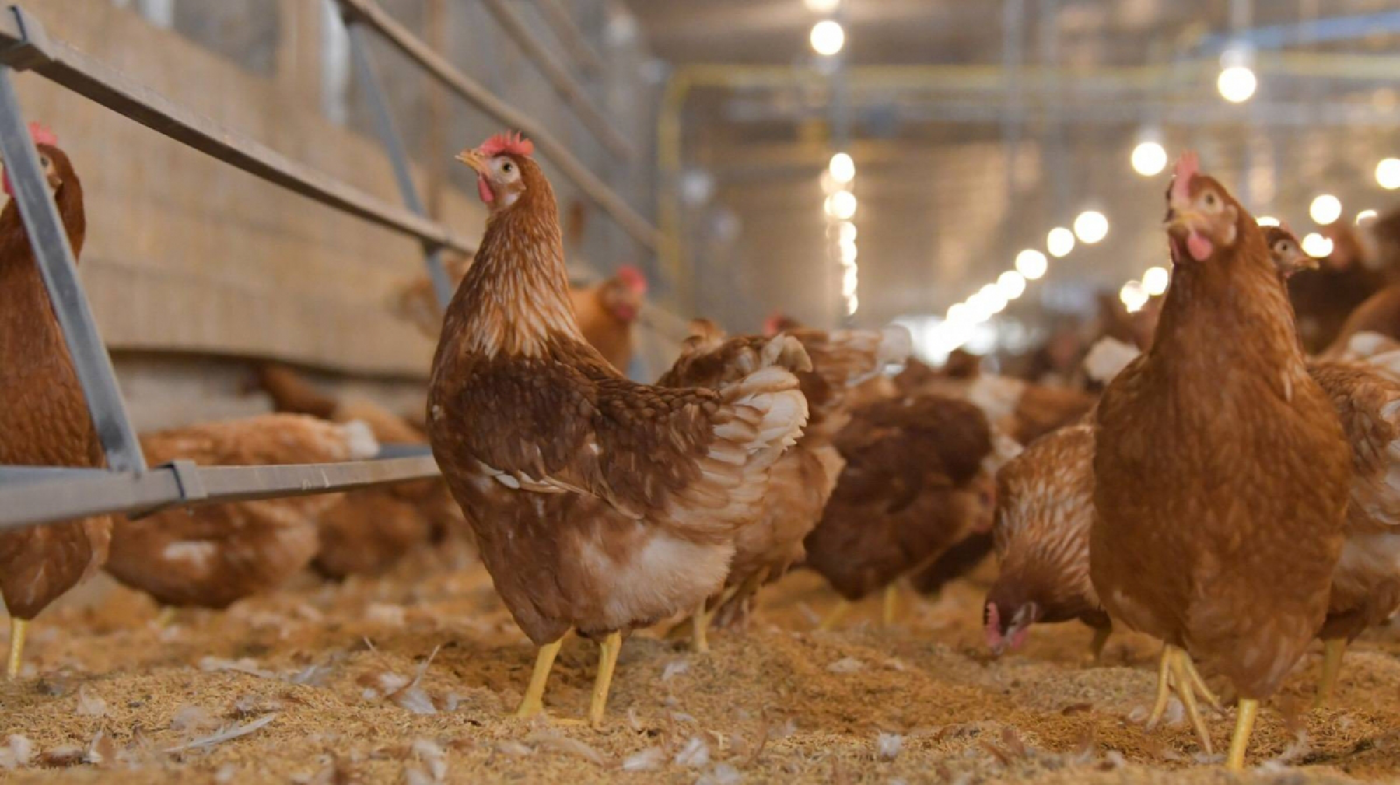 CPF pilots Thailand’s new standard on cage-free farming practices
