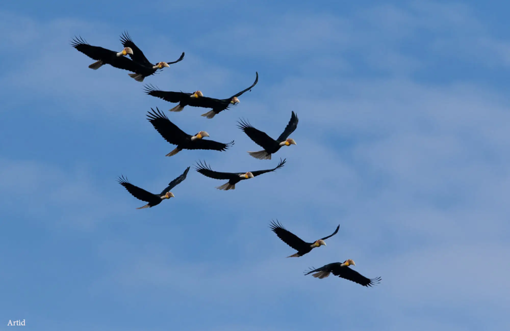 Rare wreathed hornbills spotted flying across Mae Wong National Park