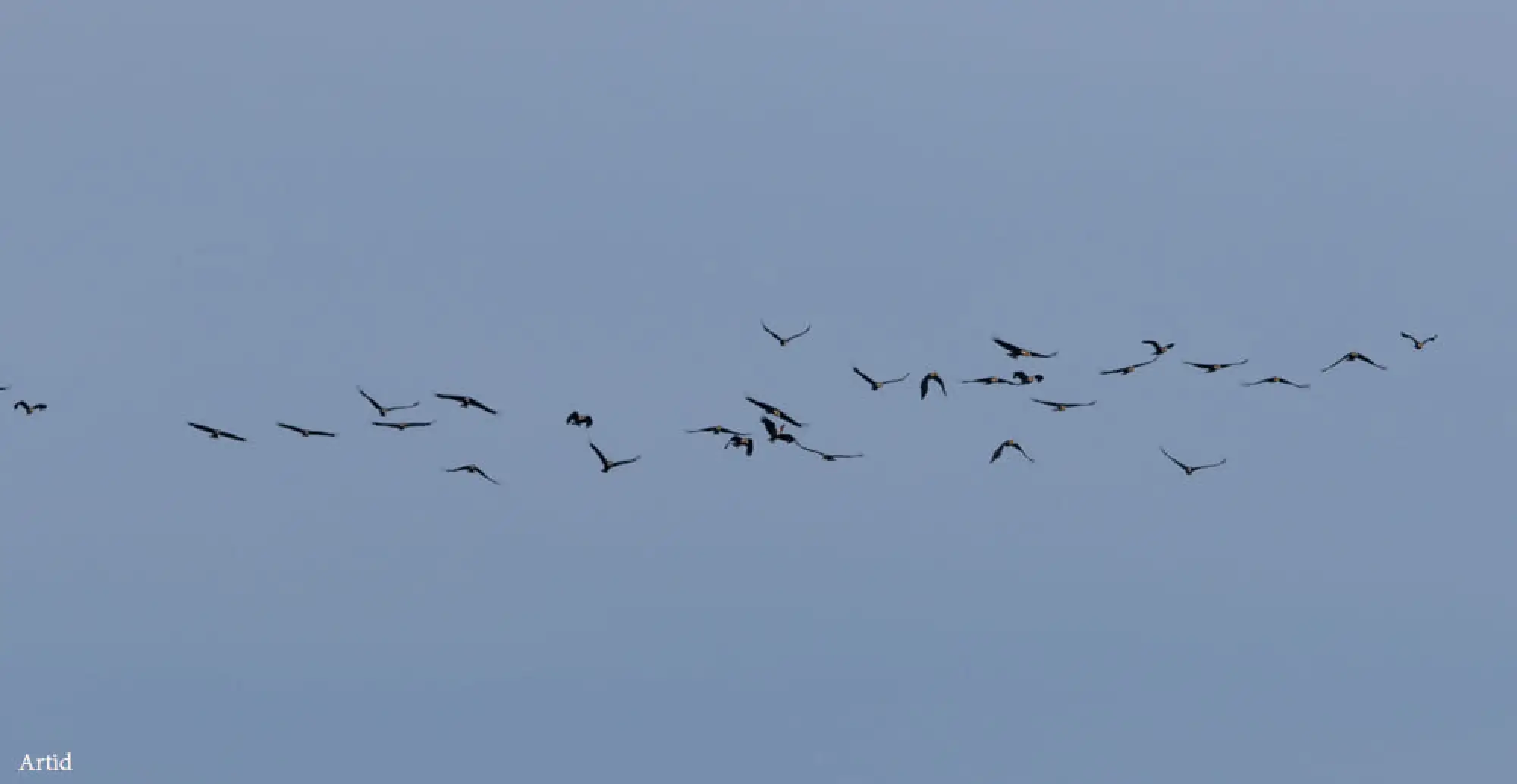 Rare wreathed hornbills spotted flying across Mae Wong National Park