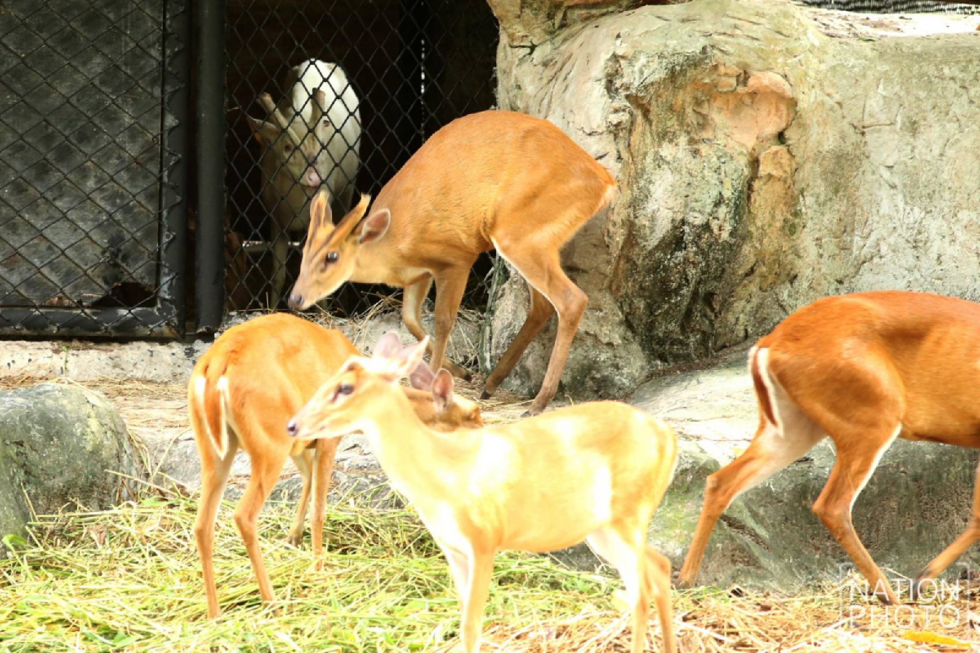 A lonely life for Moomoo