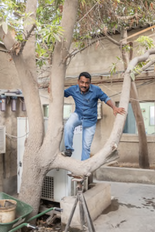 Unnikrishnan, the eldest of the Athekkatil brothers, climbs a mango tree behind the warehouse where he works in Dubai. His father Kumaran planted the seed for the tree after he arrived in the Persian Gulf in the 1980s. MUST CREDIT: photo for The Washington Post by Mohamed Somji. Photo by: Mohamed Somji — For The Washington Post