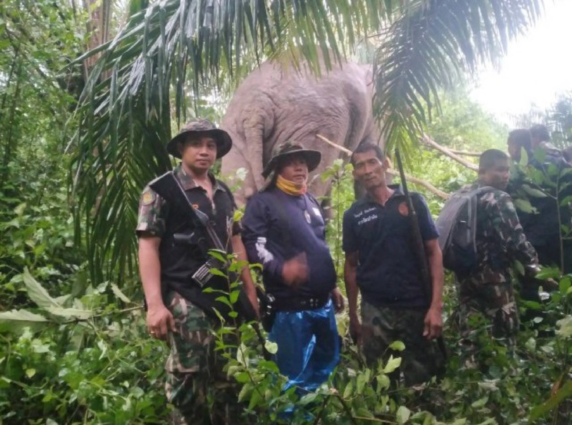 'Killer' wild elephant tracked down to Rayong mountain and sedated