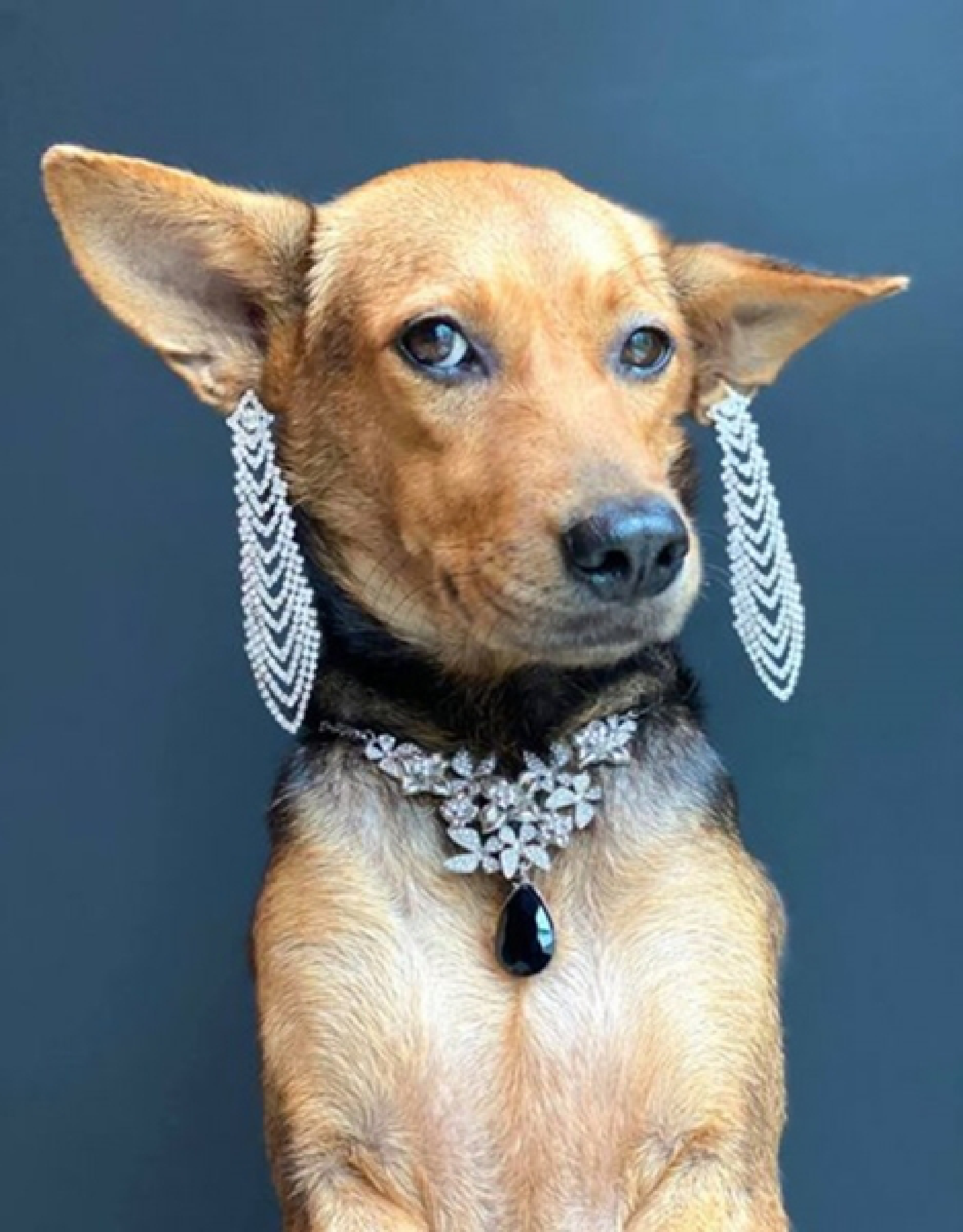 Diamonds are a dog’s best friend