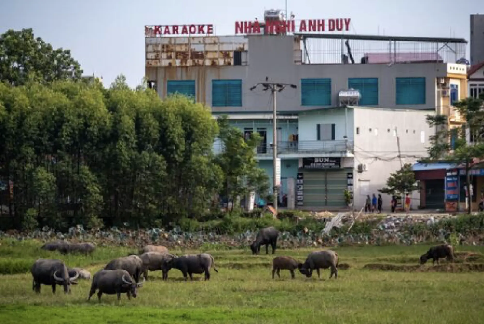 Buffaloes graze in front of a hotel and karaoke bar near the Van Trung Industrial Park in Bac Giang province, Vietnam, on Oct. 10, 2020. MUST CREDIT: Bloomberg photo by Linh Pham.