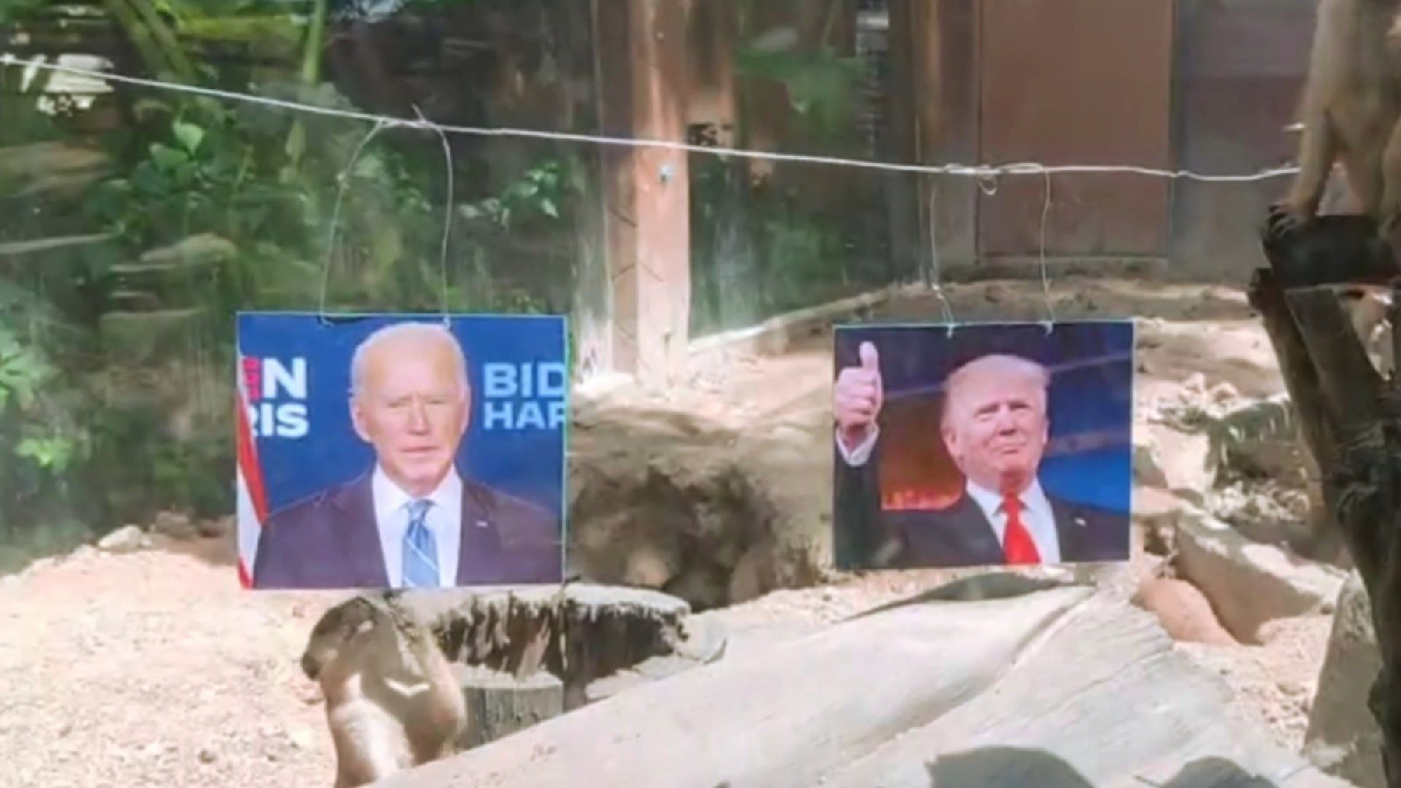 Songkhla meerkats pick Biden to win US presidency