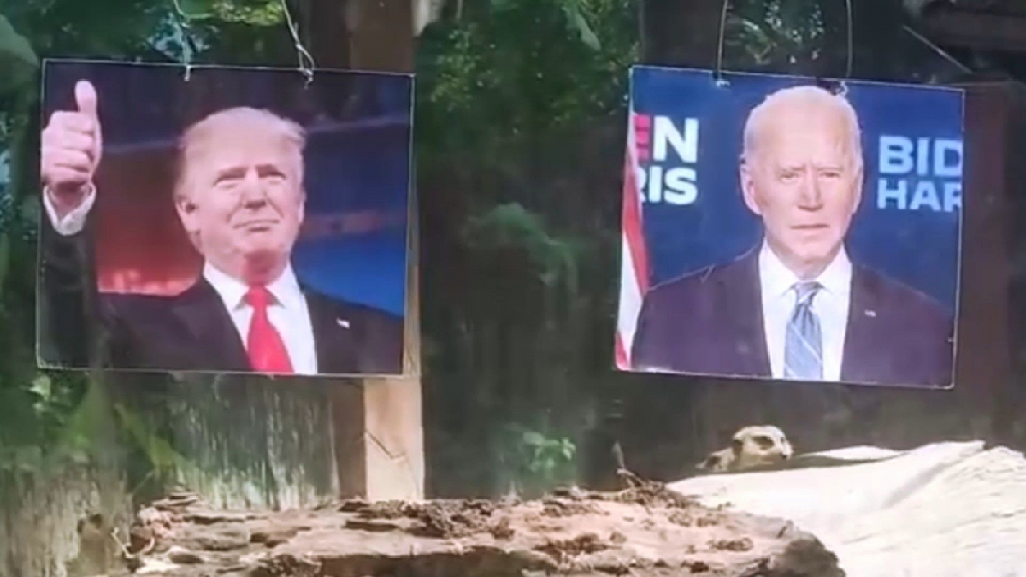 Songkhla meerkats pick Biden to win US presidency