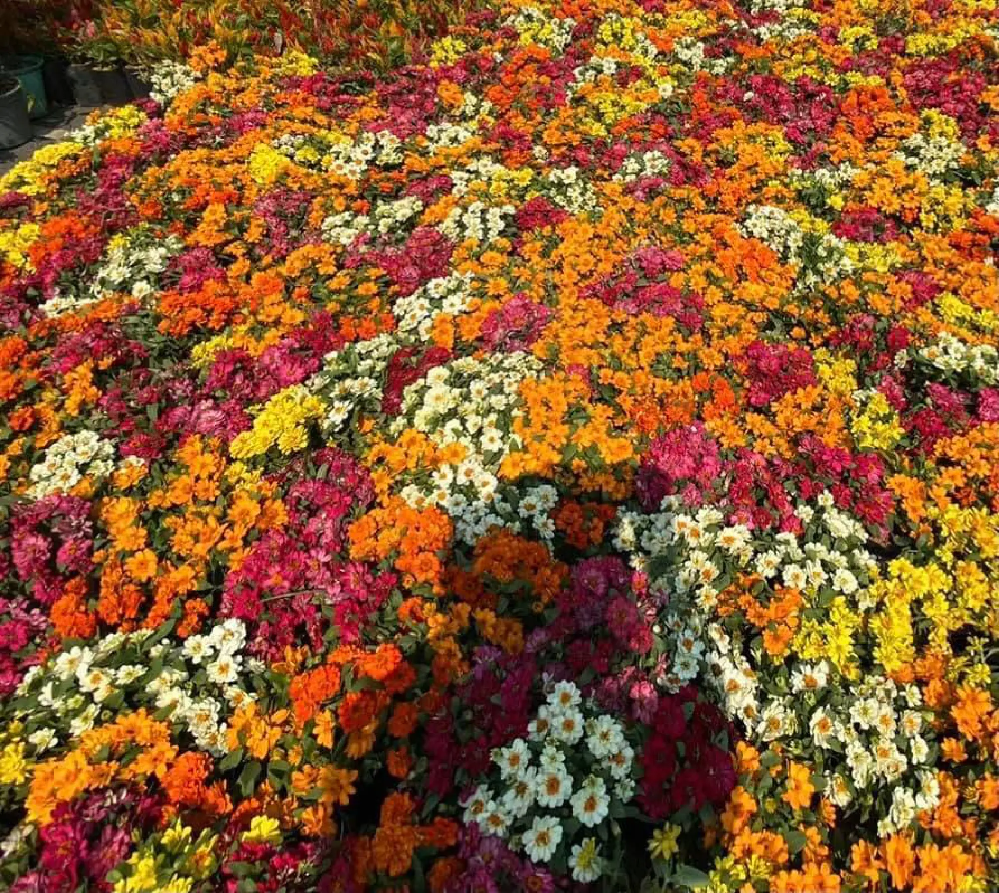 Floral treats in store for Bangkokians