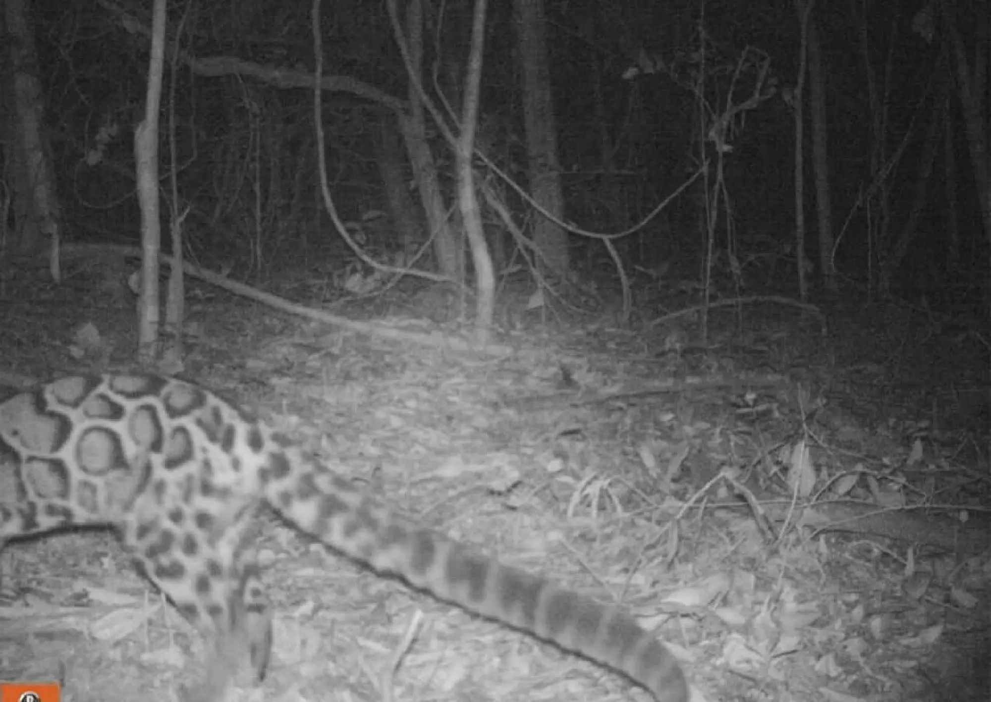 Photo credit: Department of National Parks, Wildlife and Plant Conservation