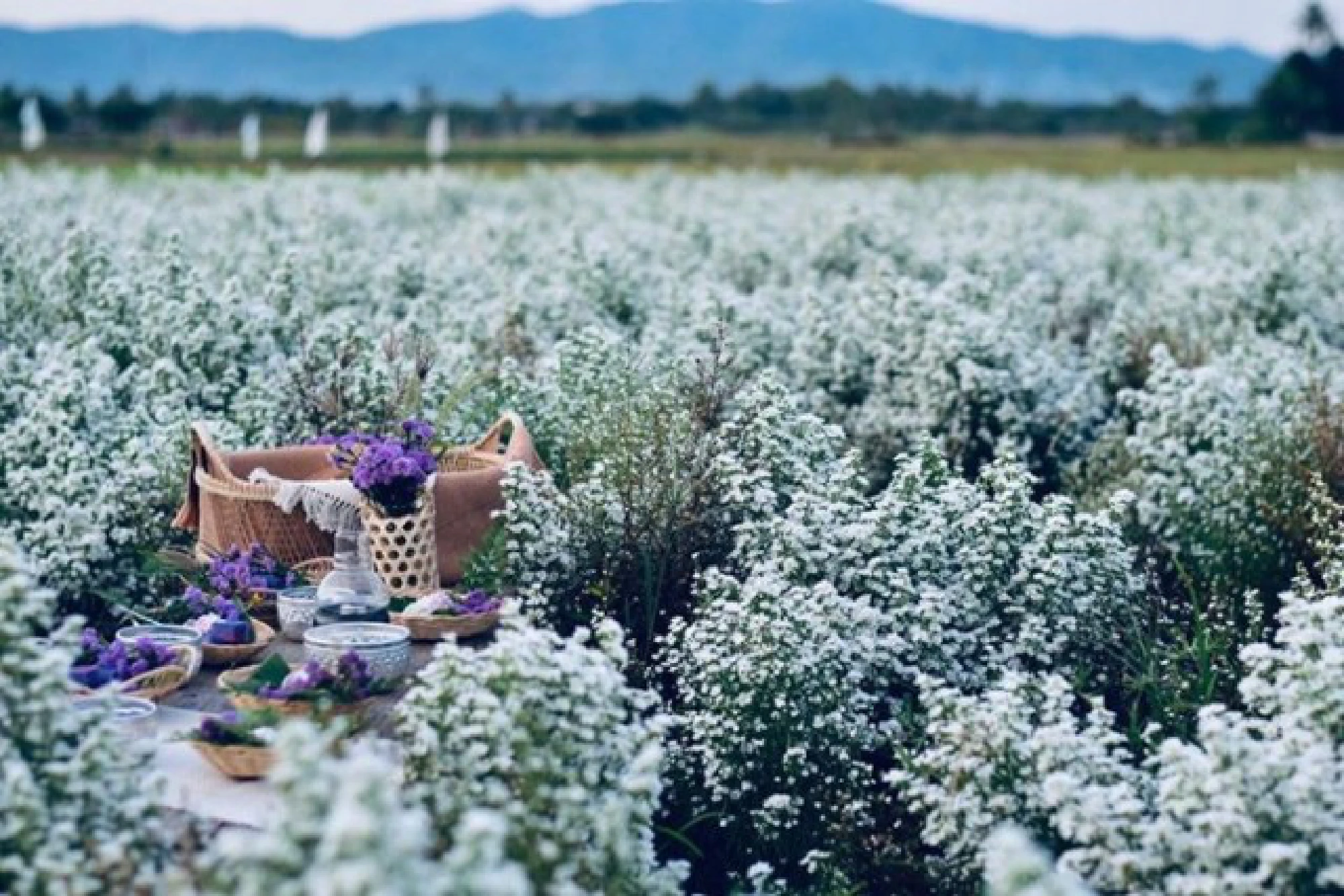Six floral treats for visitors in Thailand