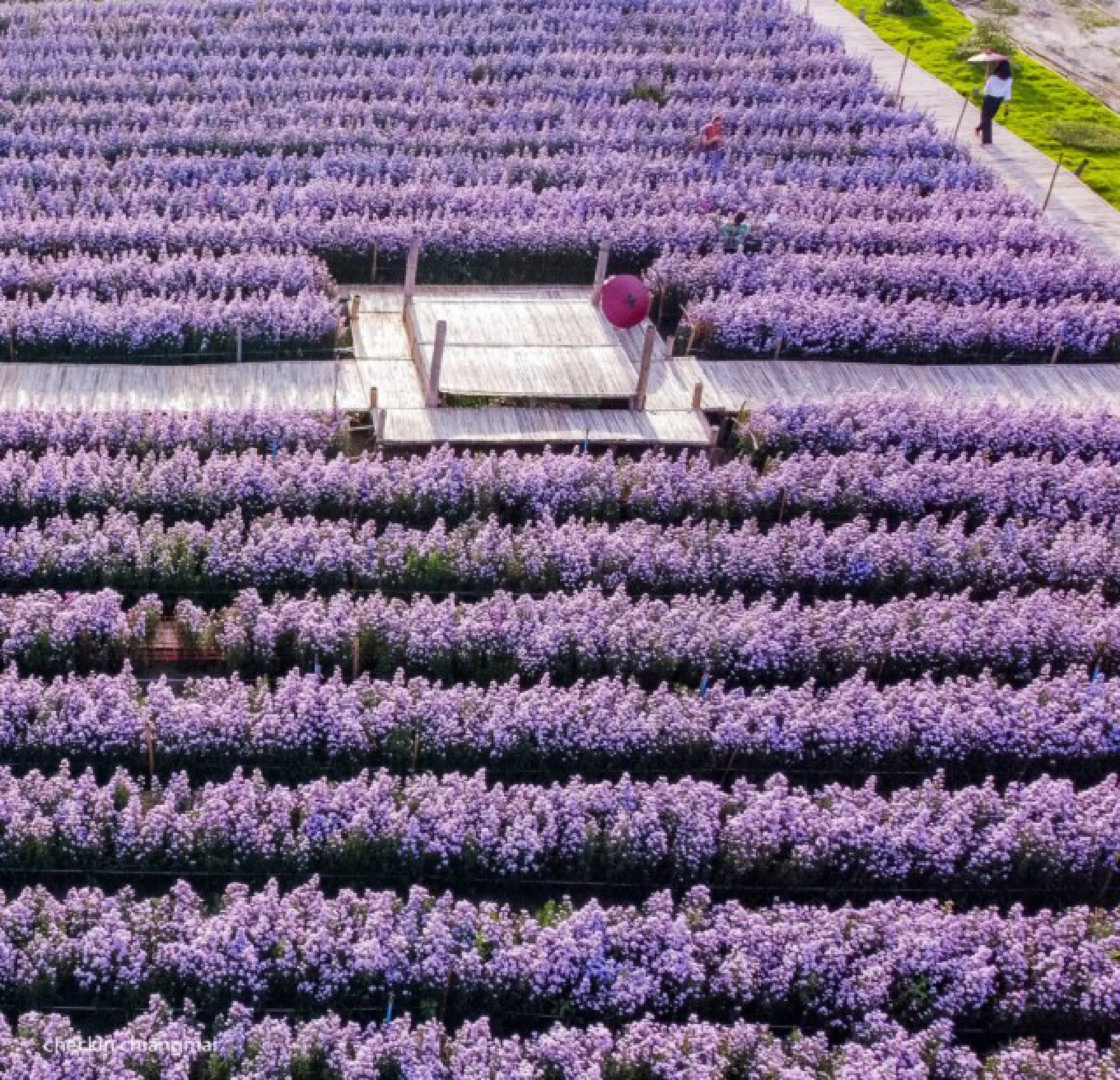 Six floral treats for visitors in Thailand