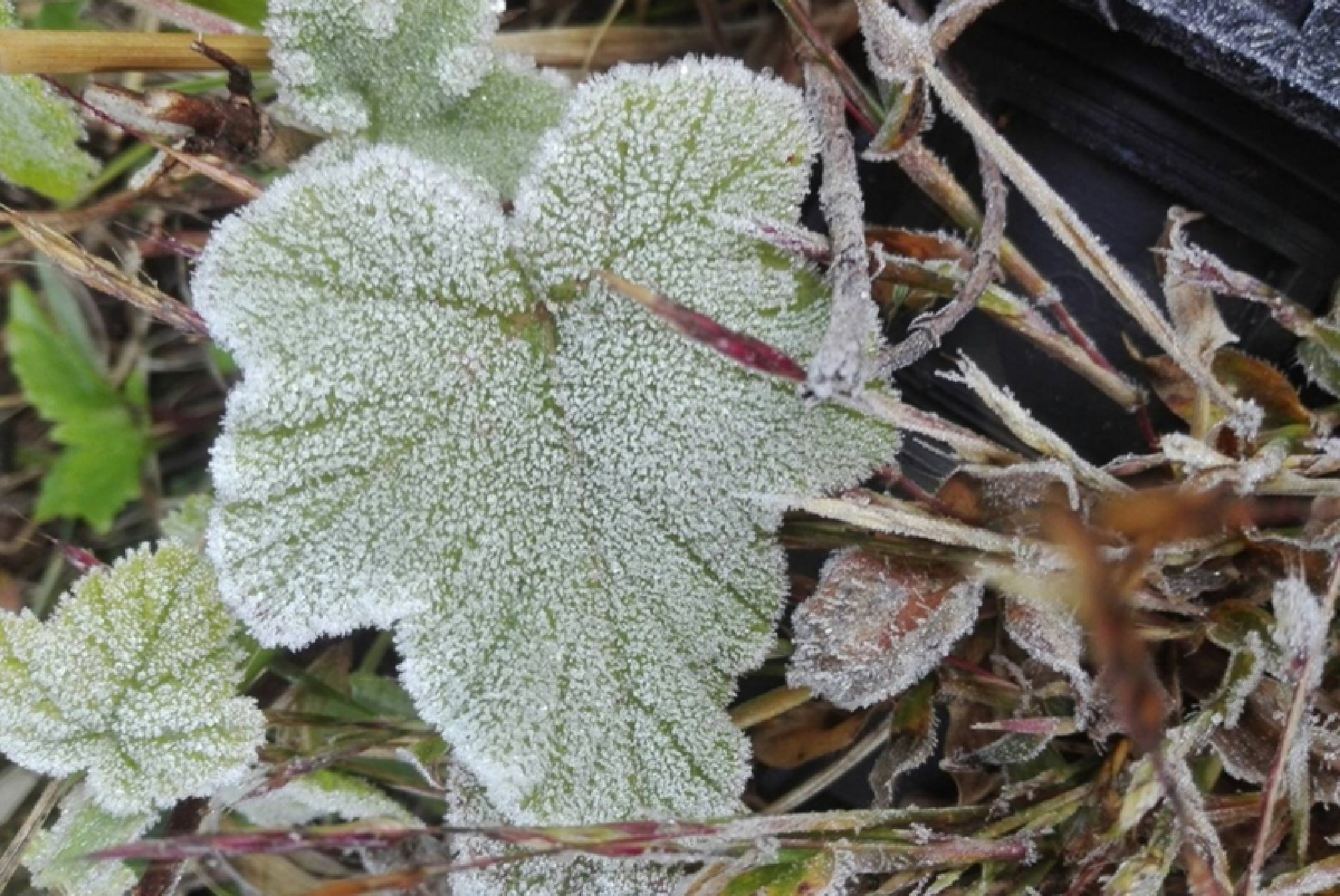 Thousands flock to North as frost covers peak of Inthanon