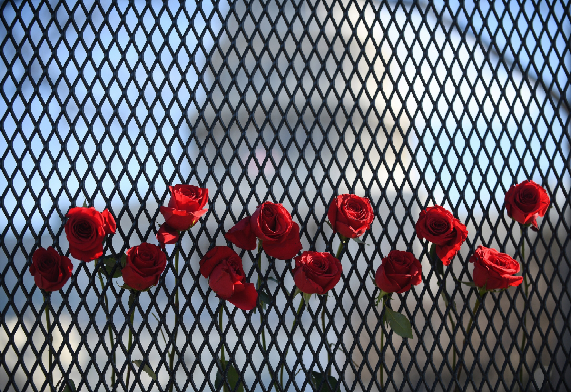 Roses are left Jan. 9 at the fence that now surrounds the U.S. Capitol building, three days after it was invaded and vandalized by Trump-supporting rioters. MUST CREDIT: Photo for the Washington Post by Astrid Riecken