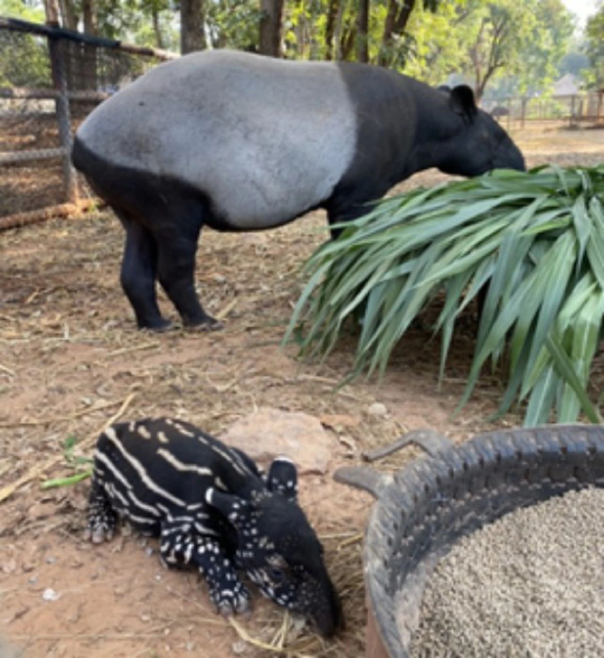 Pick a name for a newborn tapir and you could win Bt10,000